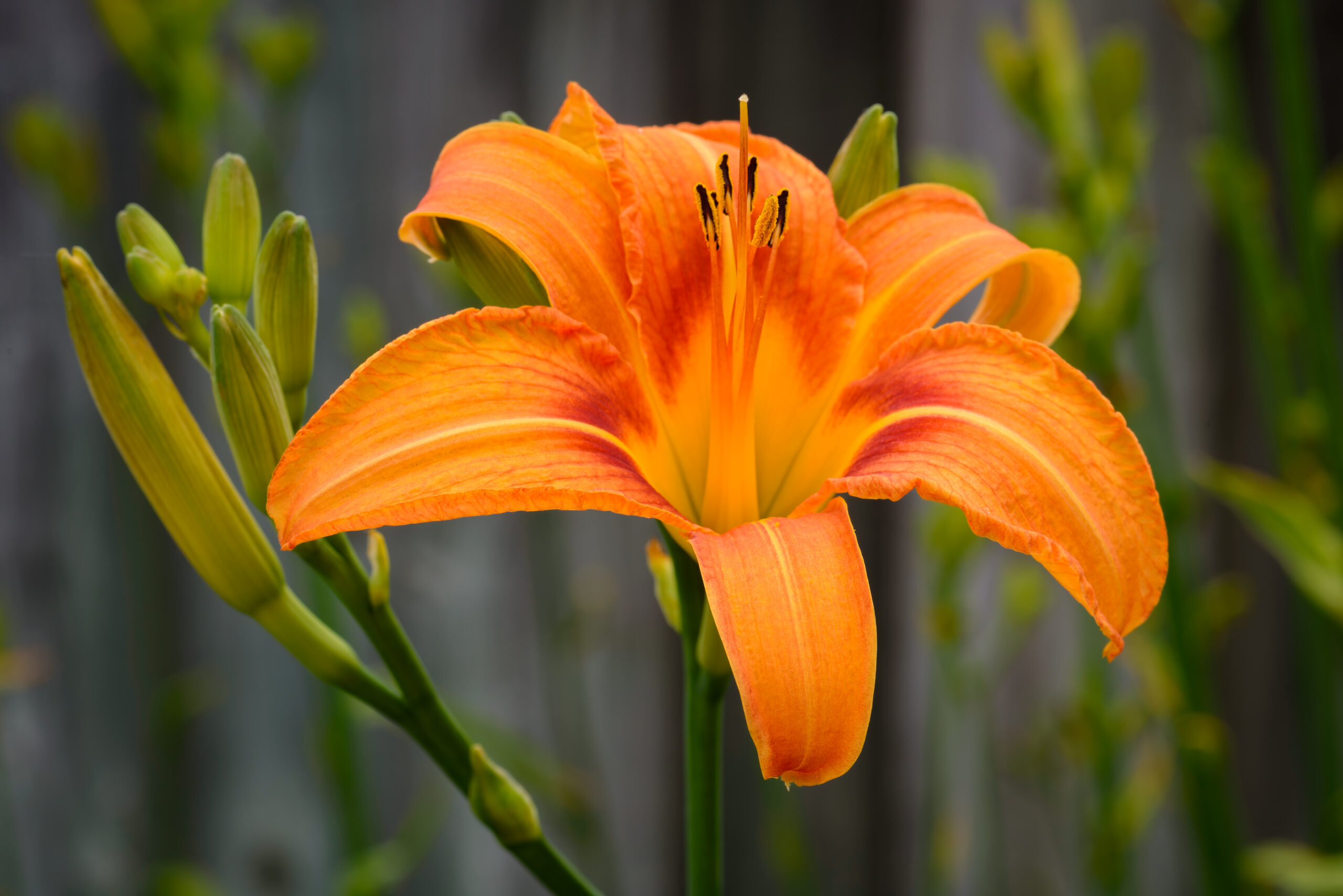 Day Lily - Mississauga, Ontario1