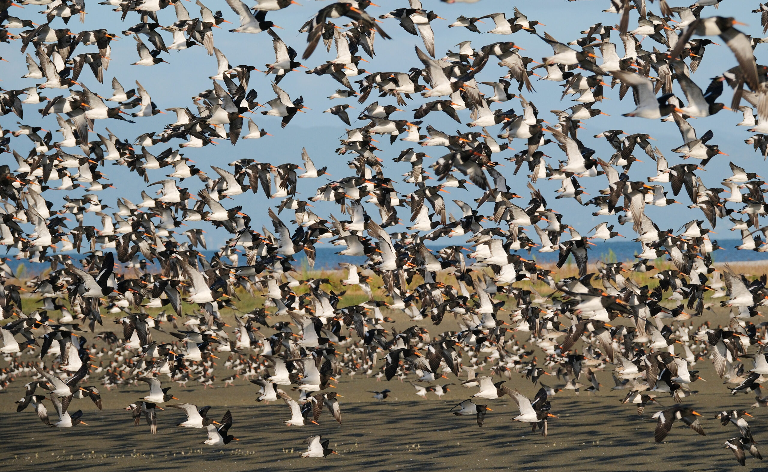 Dense flock of South Island pied oystercatchers flying past