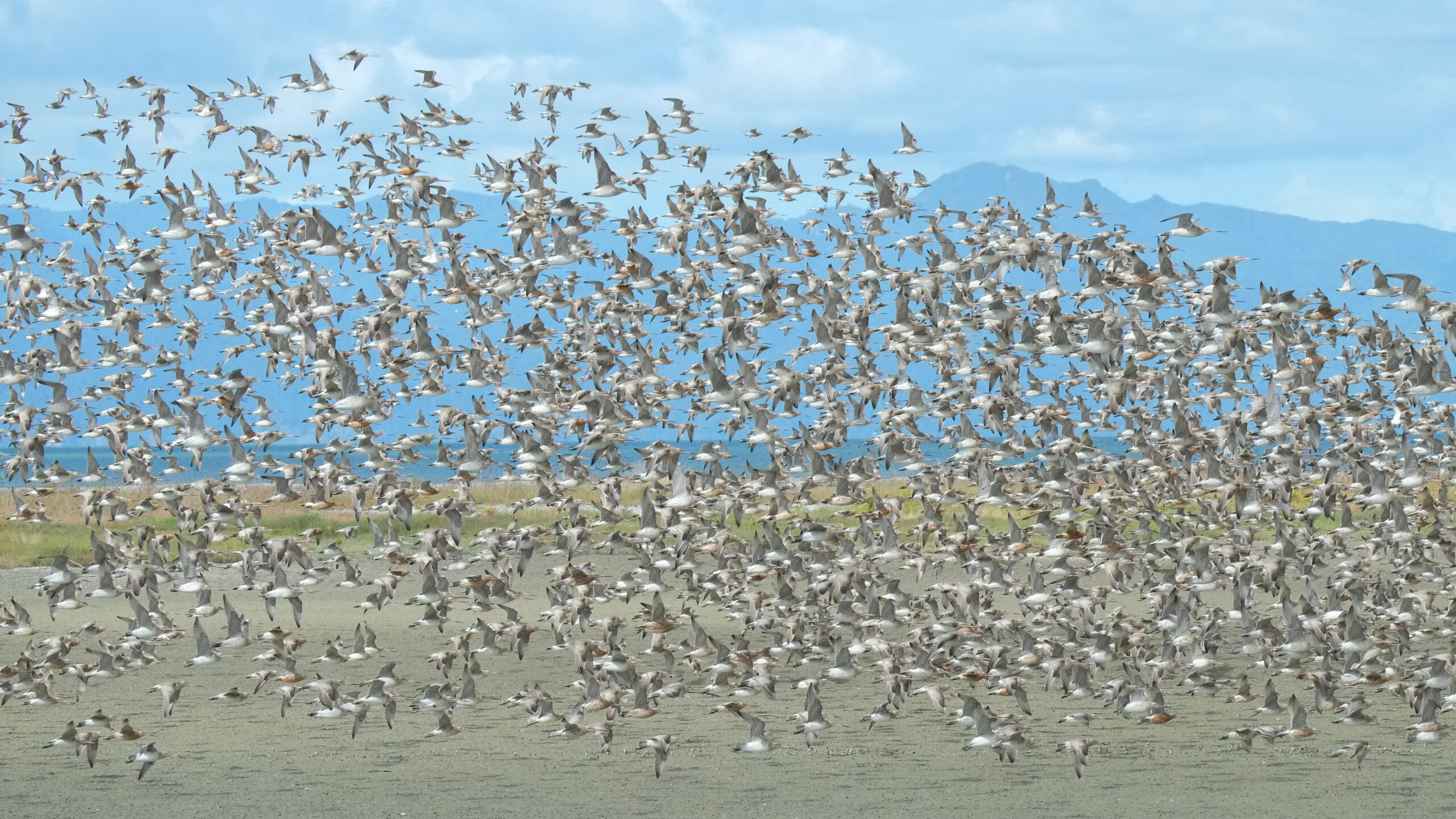 Dense flock of bar-tailed godwits flying past
