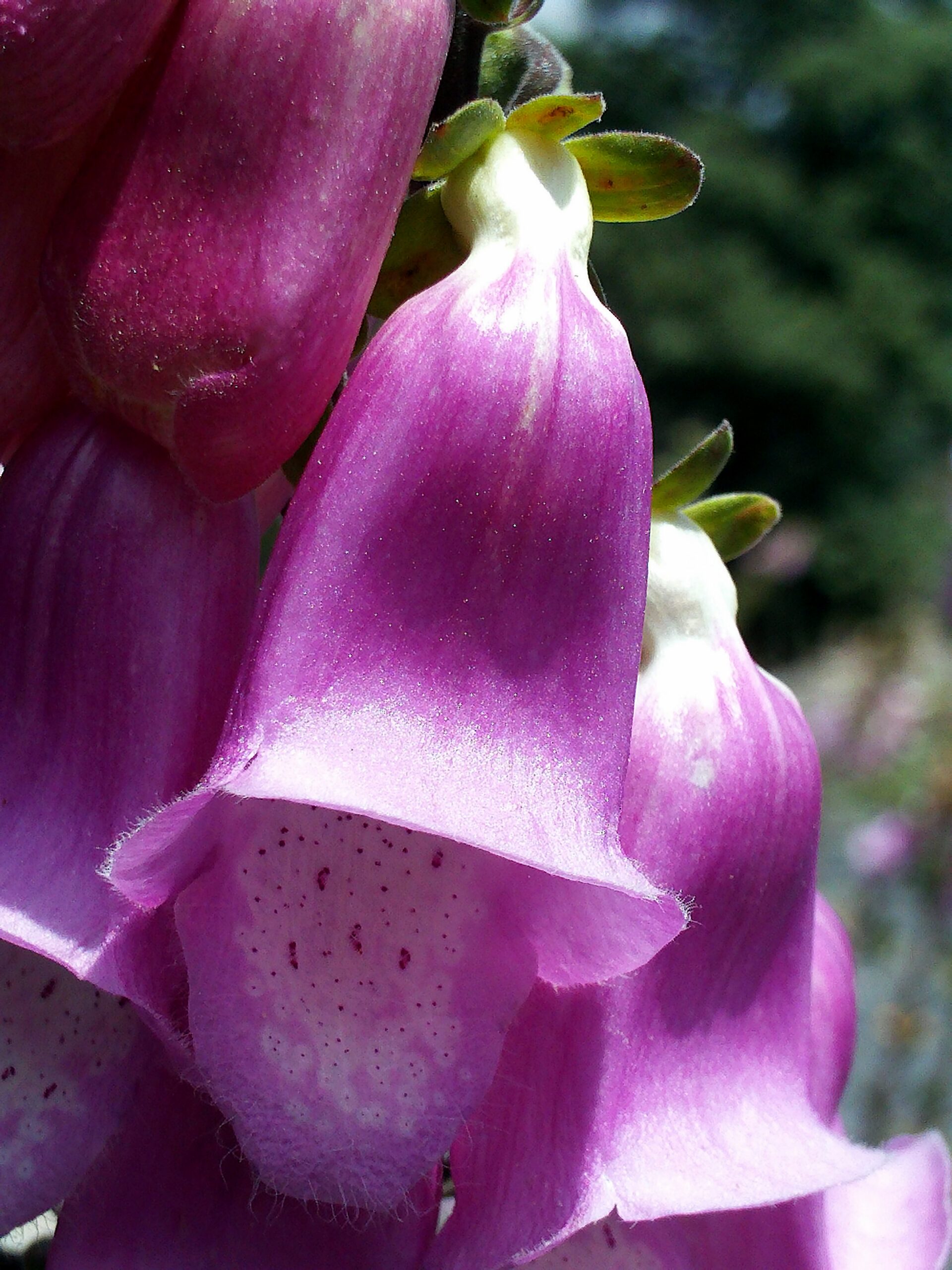 Digitalis mariana Flower Closeup SierraMadrona
