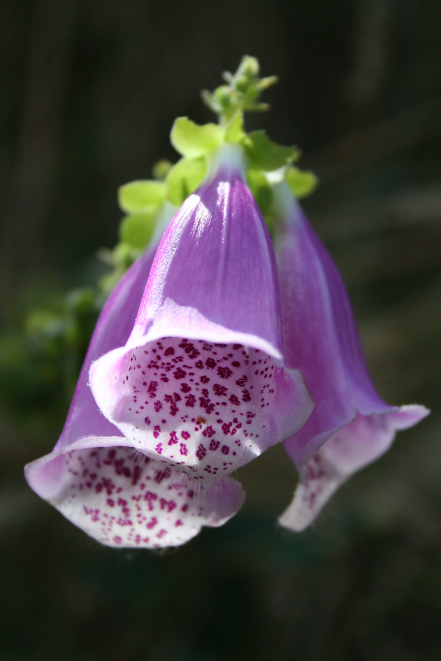 Digitalis purpurea flower close-up