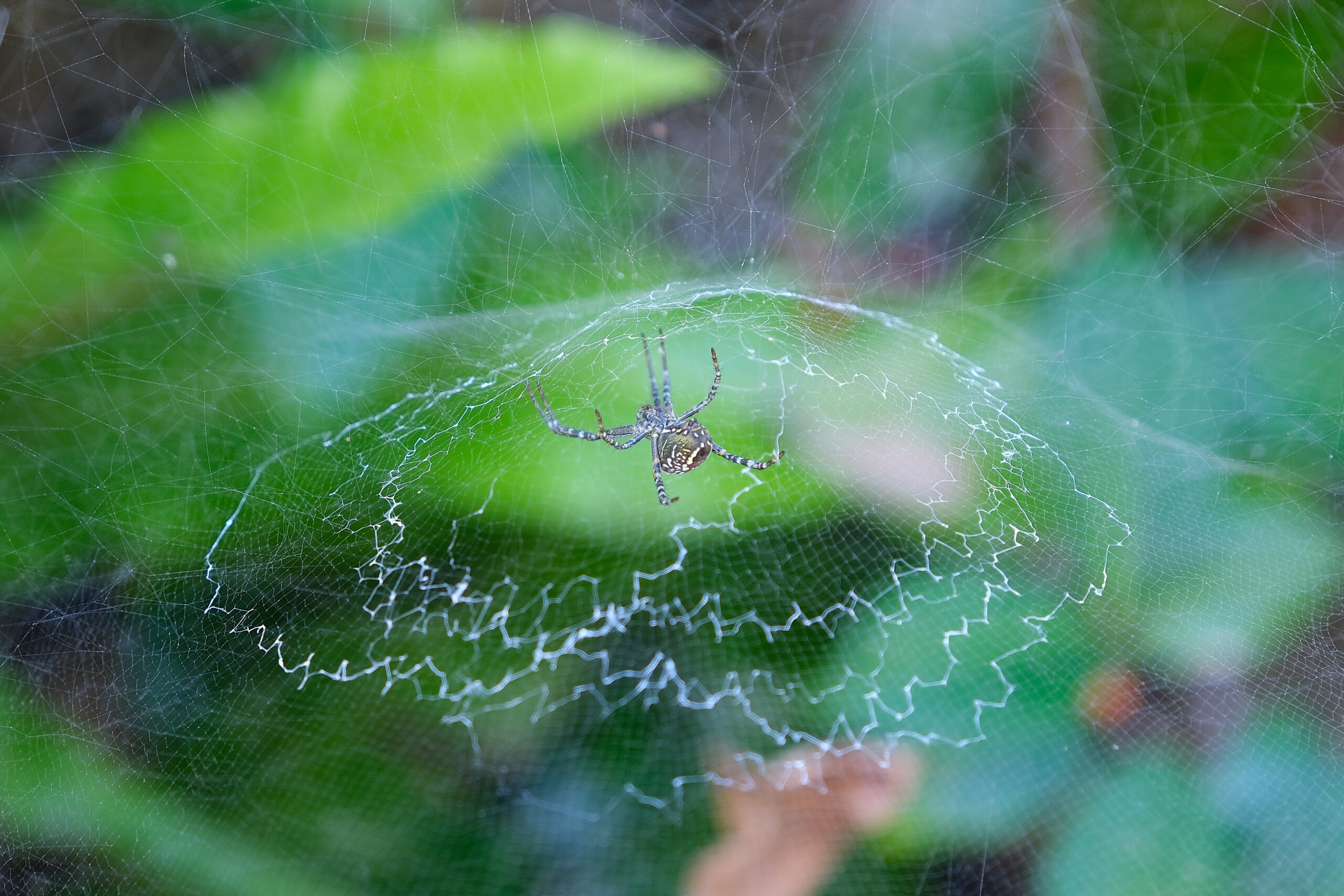 Dome-web spider (Cyrtophora moluccensis) in center of tent web