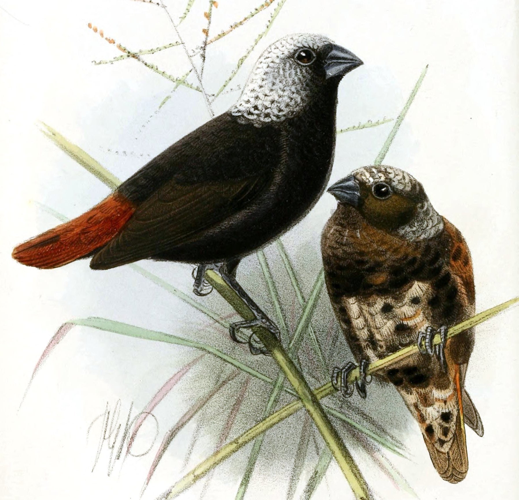DonacicolaHunsteiniKeulemans (cropped)