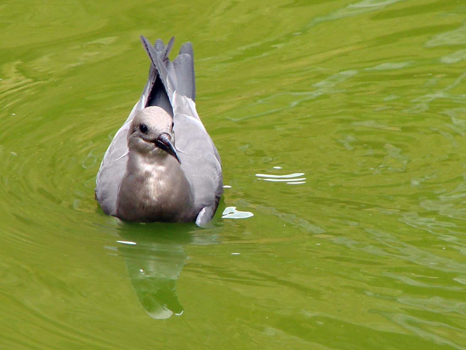 Doué 21 06 2010 04 Larosterna inca 2