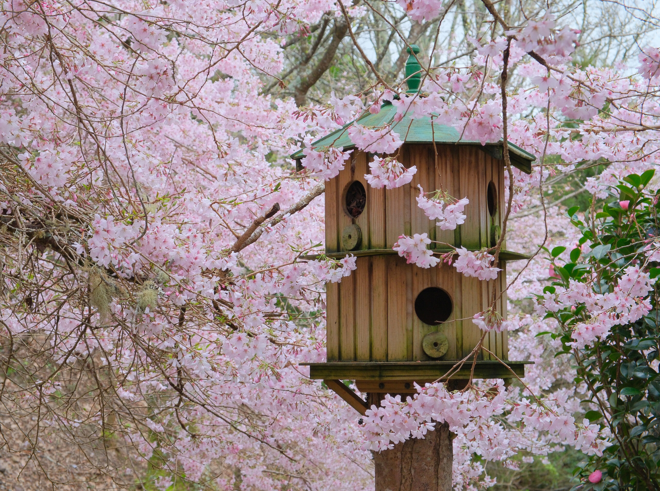 Dovecote in Aston Norwood Gardens amongst cherry blossoms