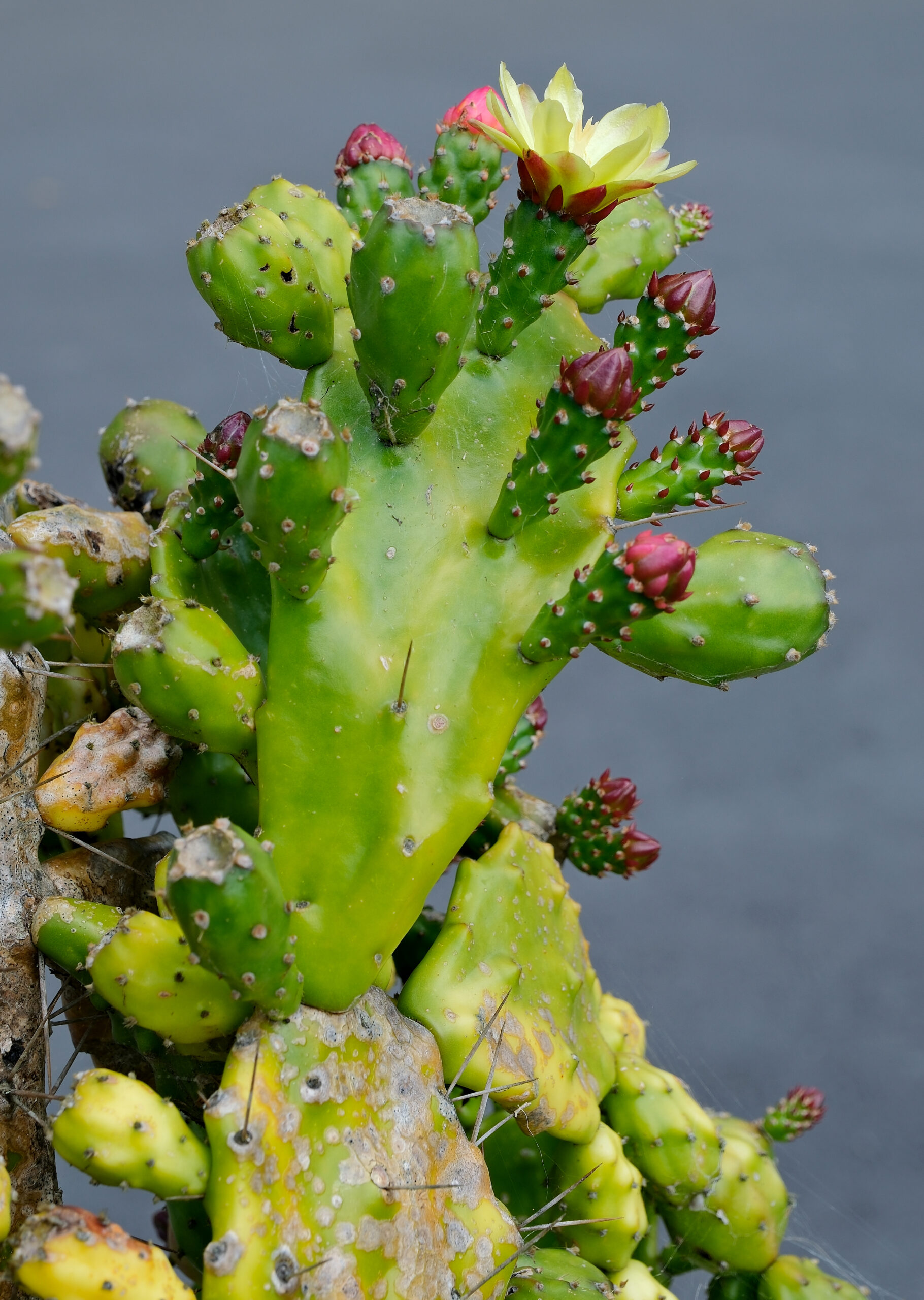 Drooping prickly pear (Opuntia monacantha)