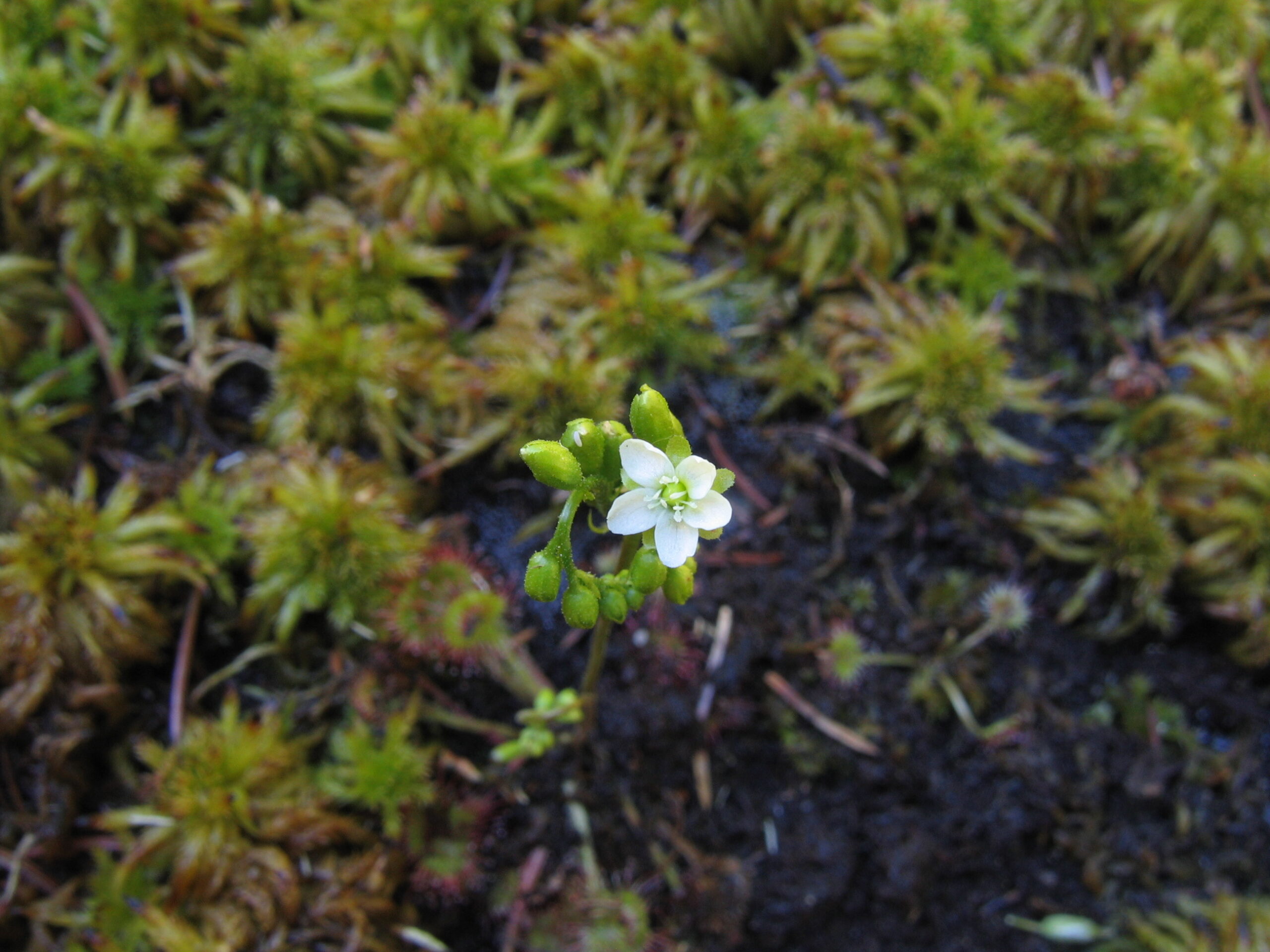 Drosera rotundifolia - flower