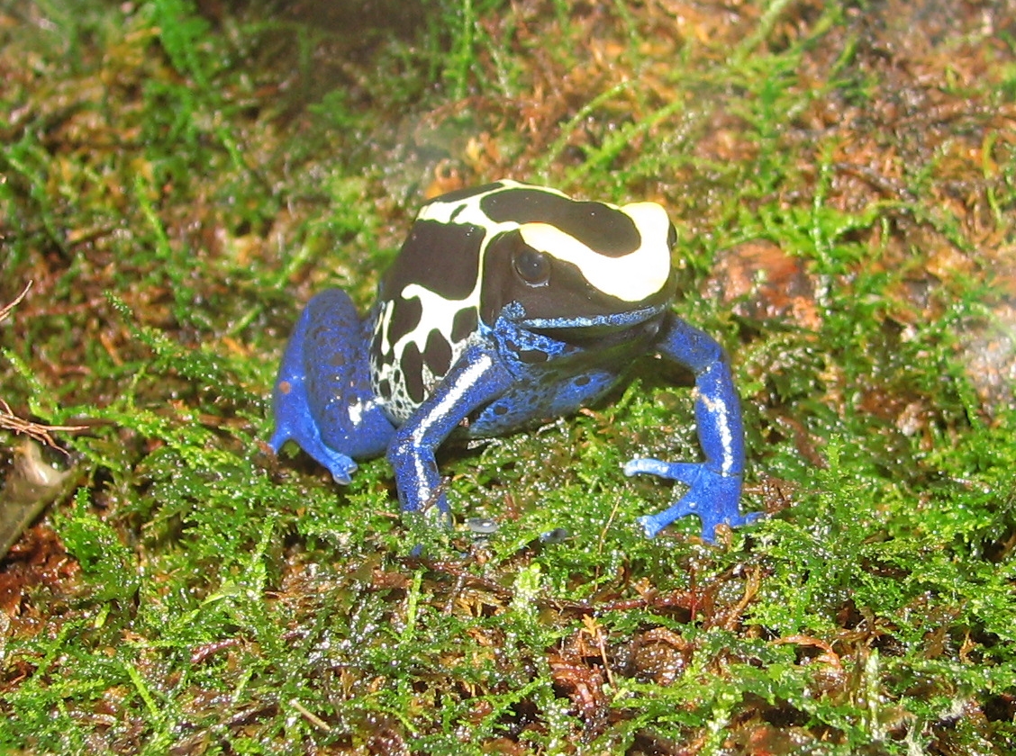 Dyeing dart frog