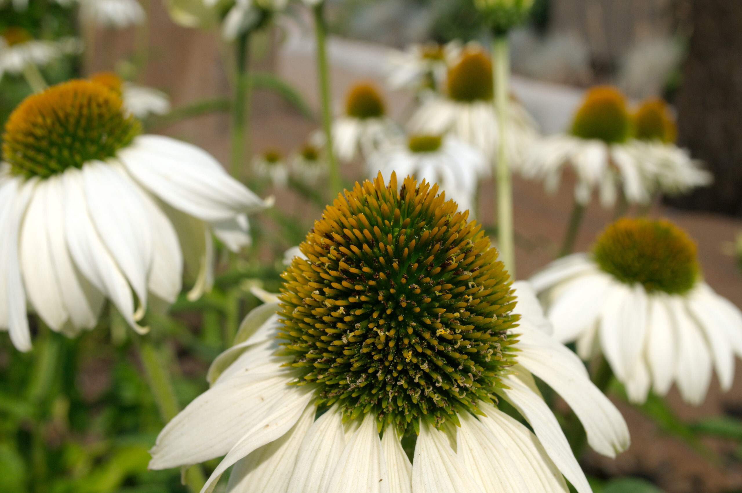 Echinacea purpurea 'White Swan' flower closeup
