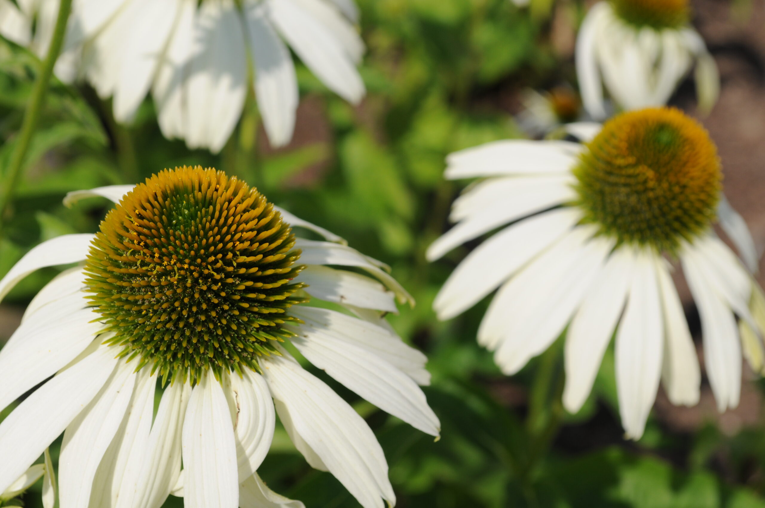 Echinacea purpurea 'White Swan' flower closeup 2
