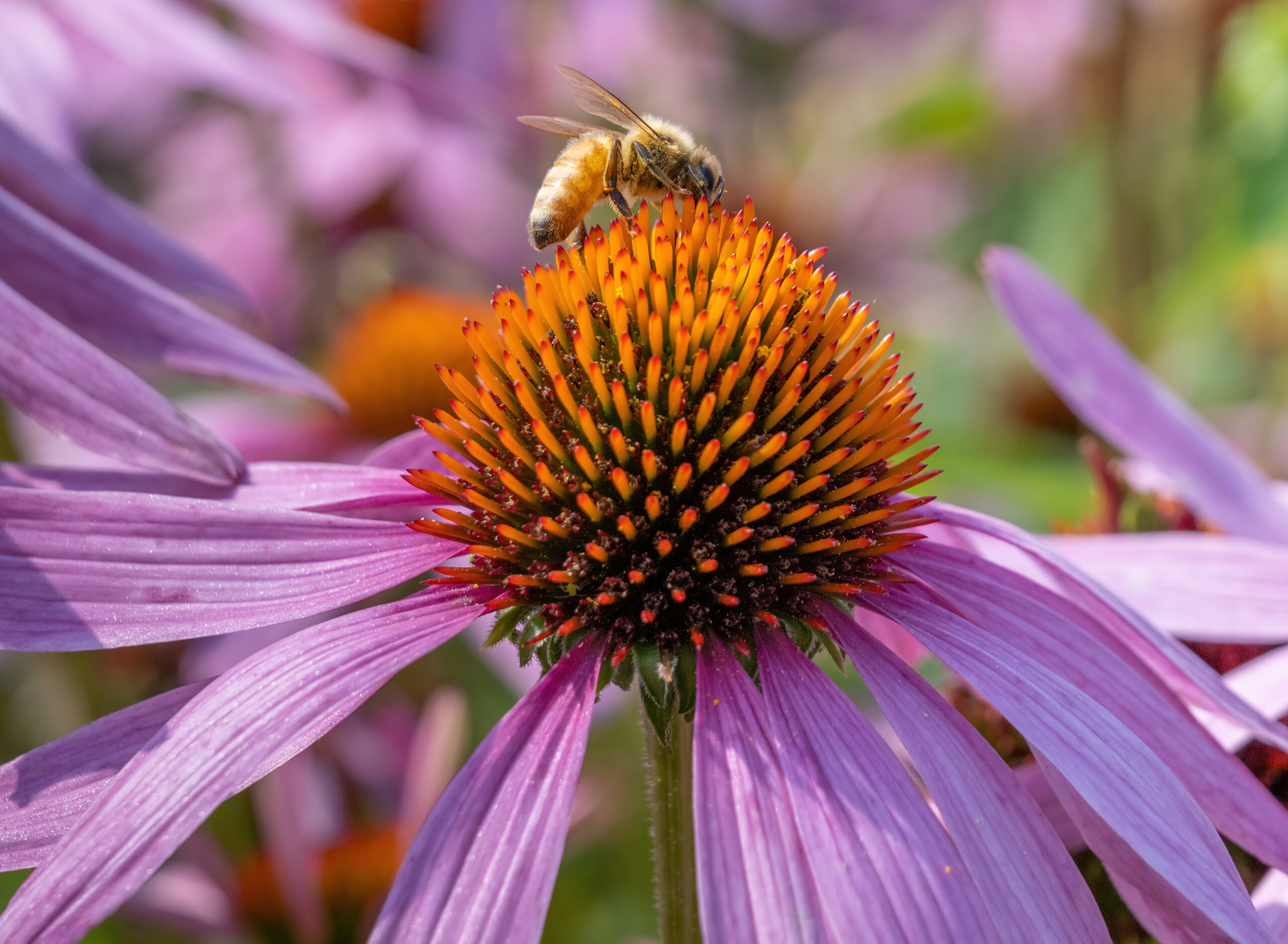 Echinacea purpurea L. Moench, Bravado. Jardin universitaire Roger-Van den Hende 48