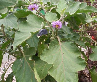 Eggplant (Flower)
