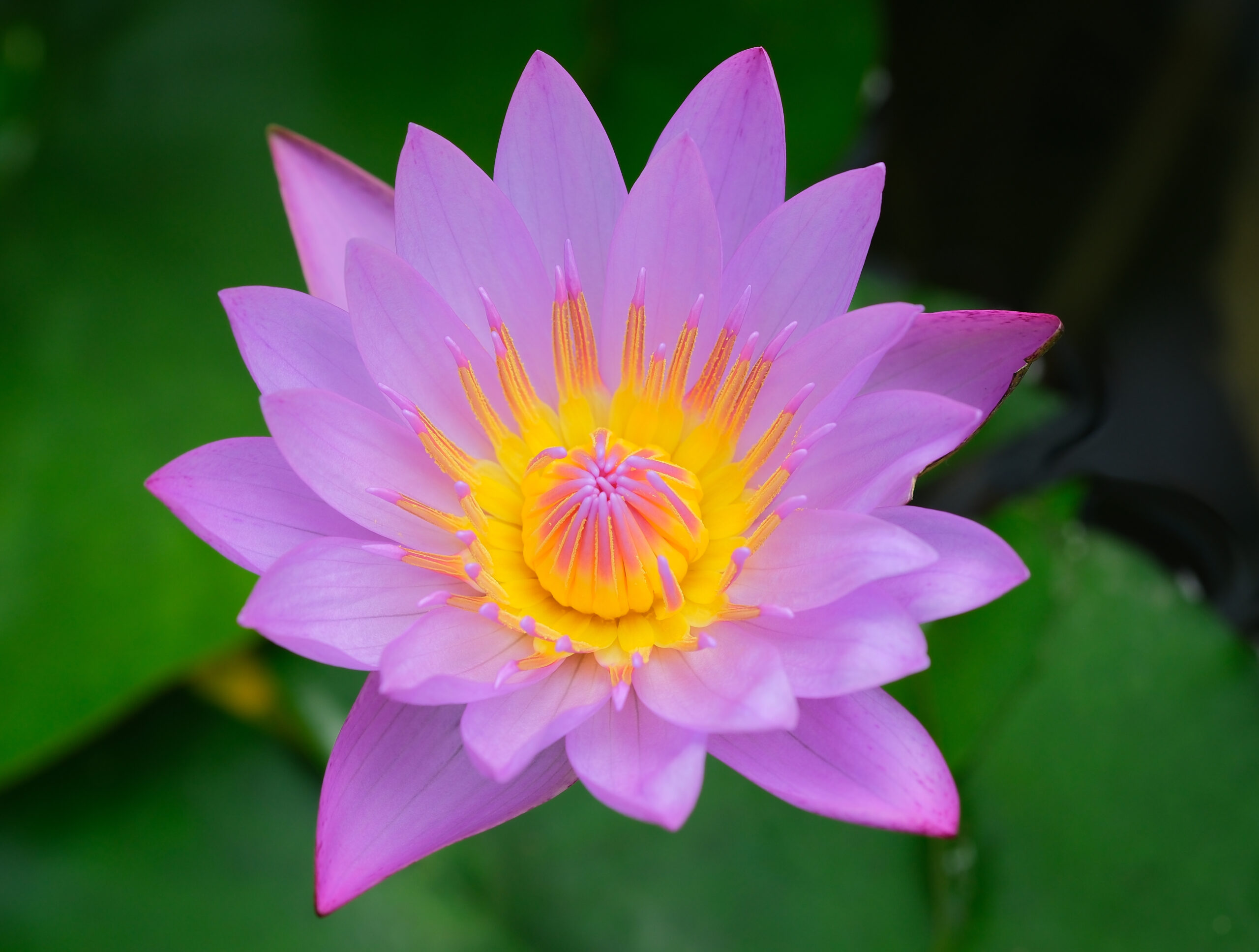 Egyptian lotus (Nymphaea nouchali var caerulea) flower