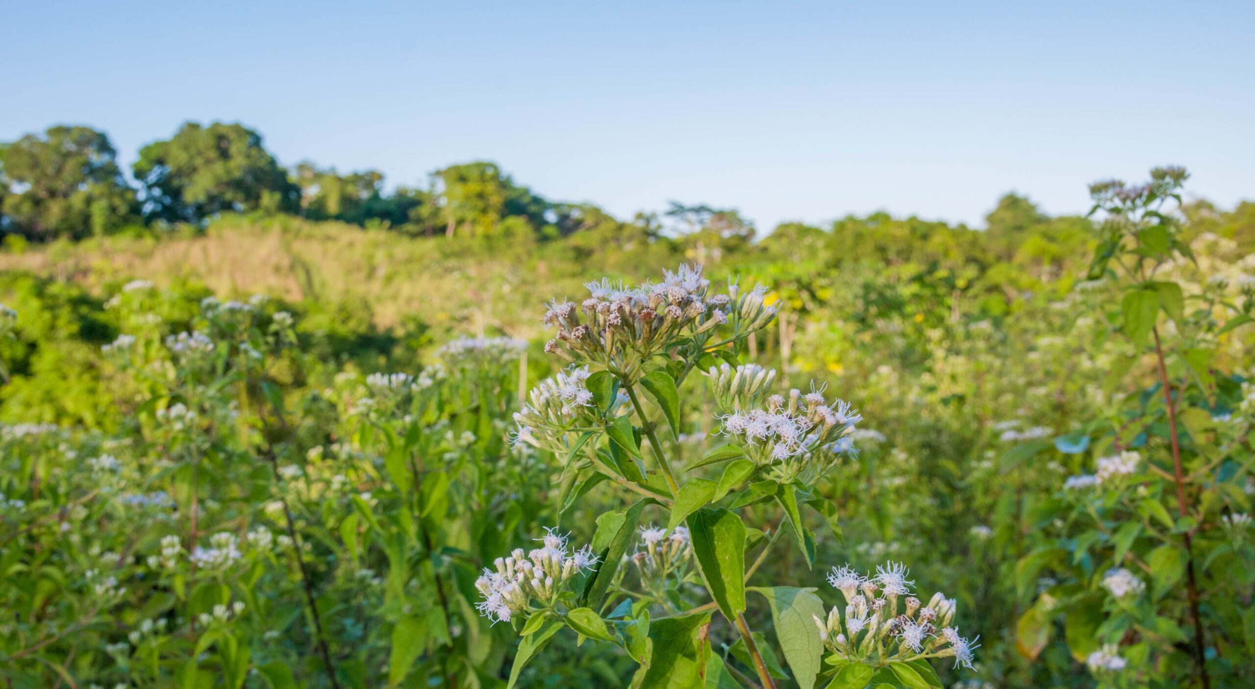Eupatorium sp