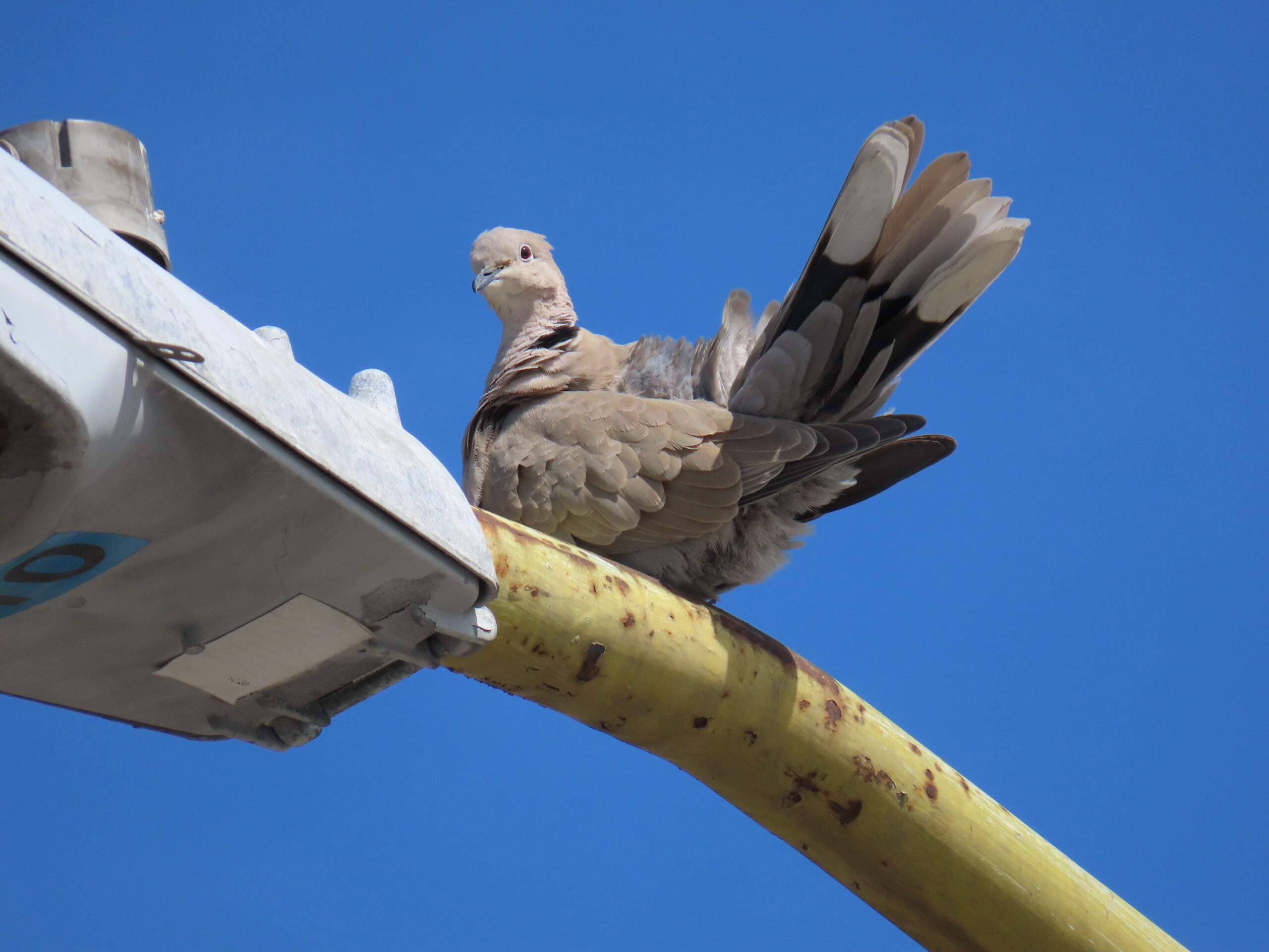 Eurasian Collared Dove, Tijuana, Mexico 2023-03-31