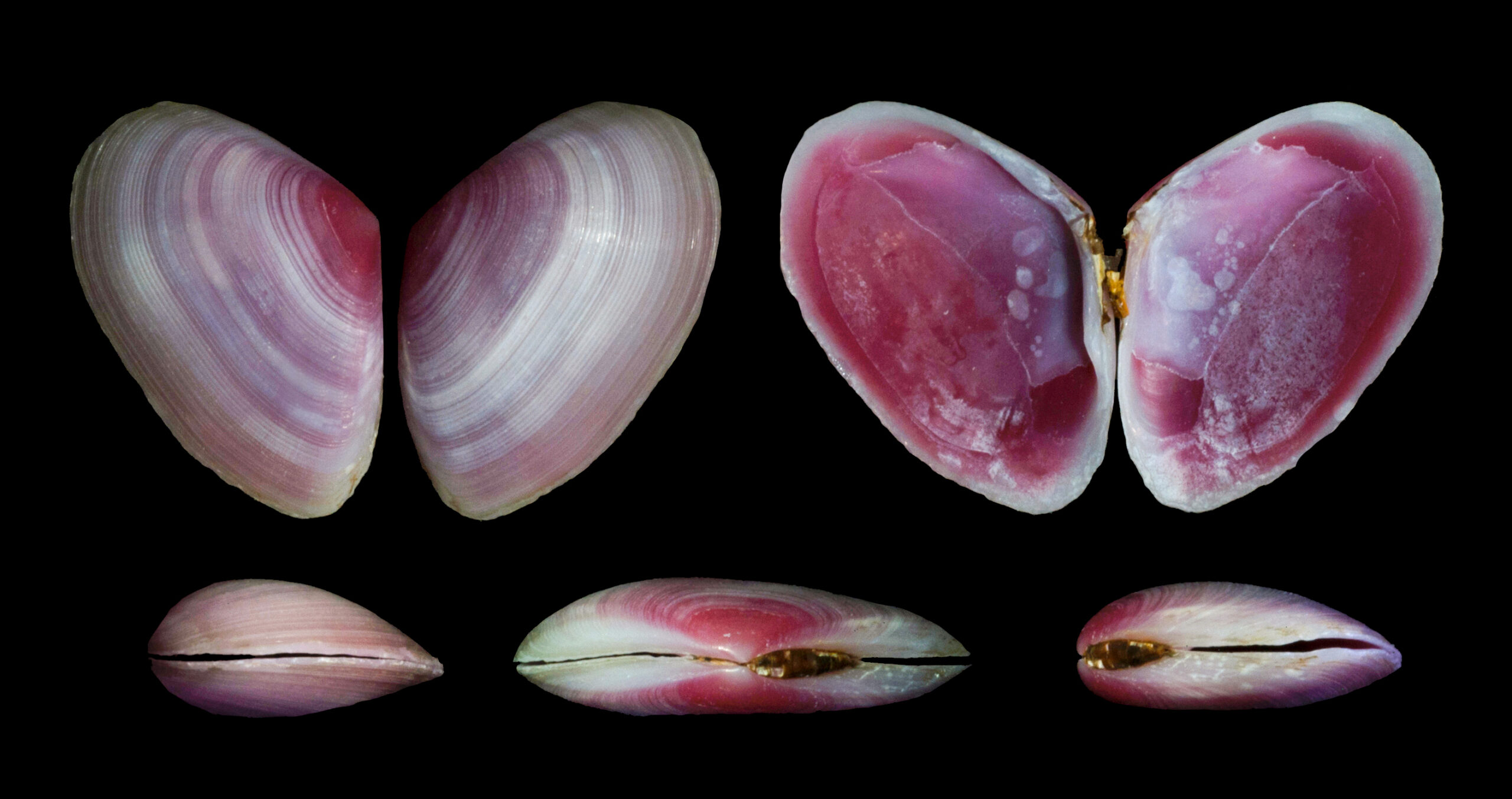 Eurytellina lineata