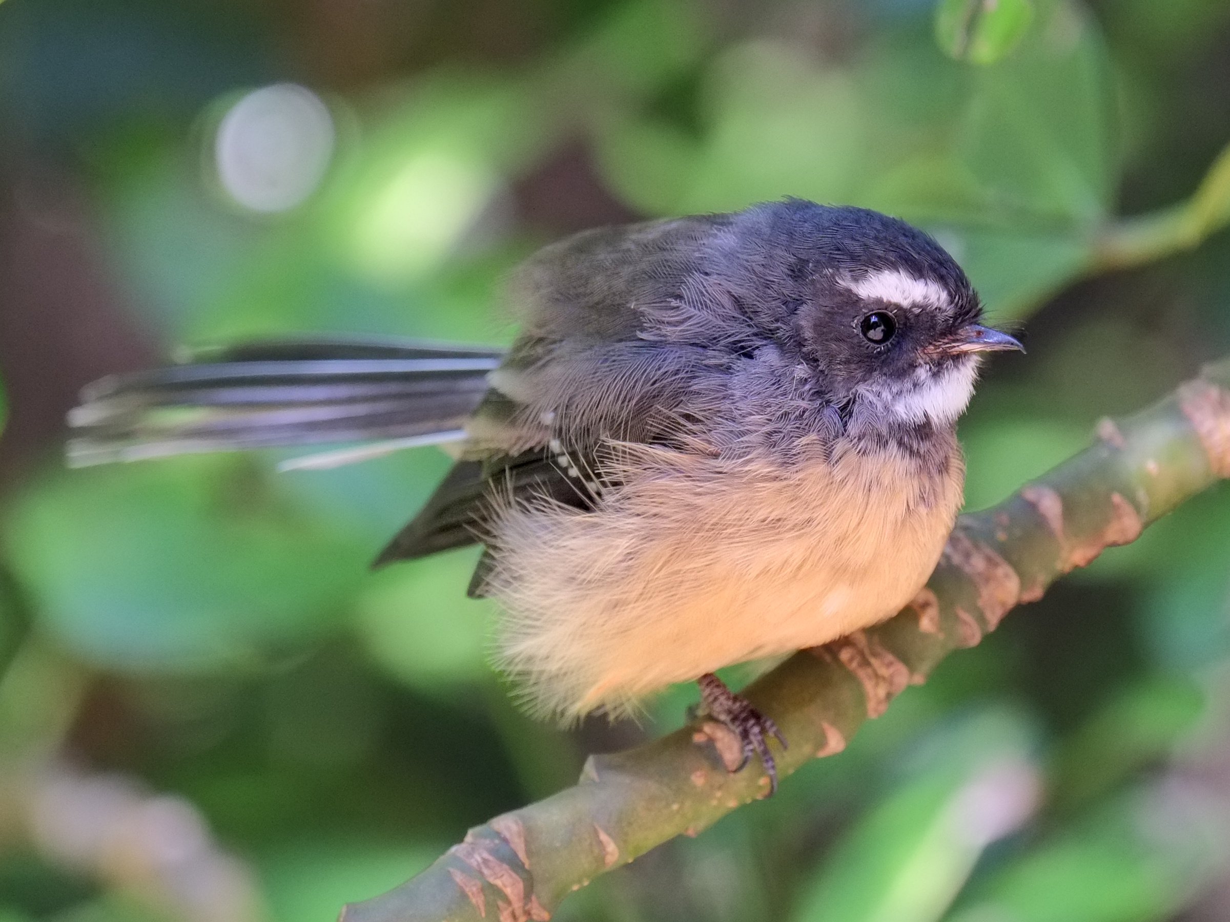 Fantail perched on a branch (Rotoroa Island)