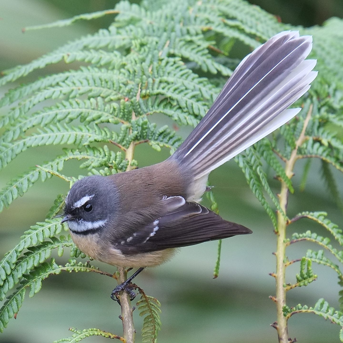 Fantail perched on tree fern frond
