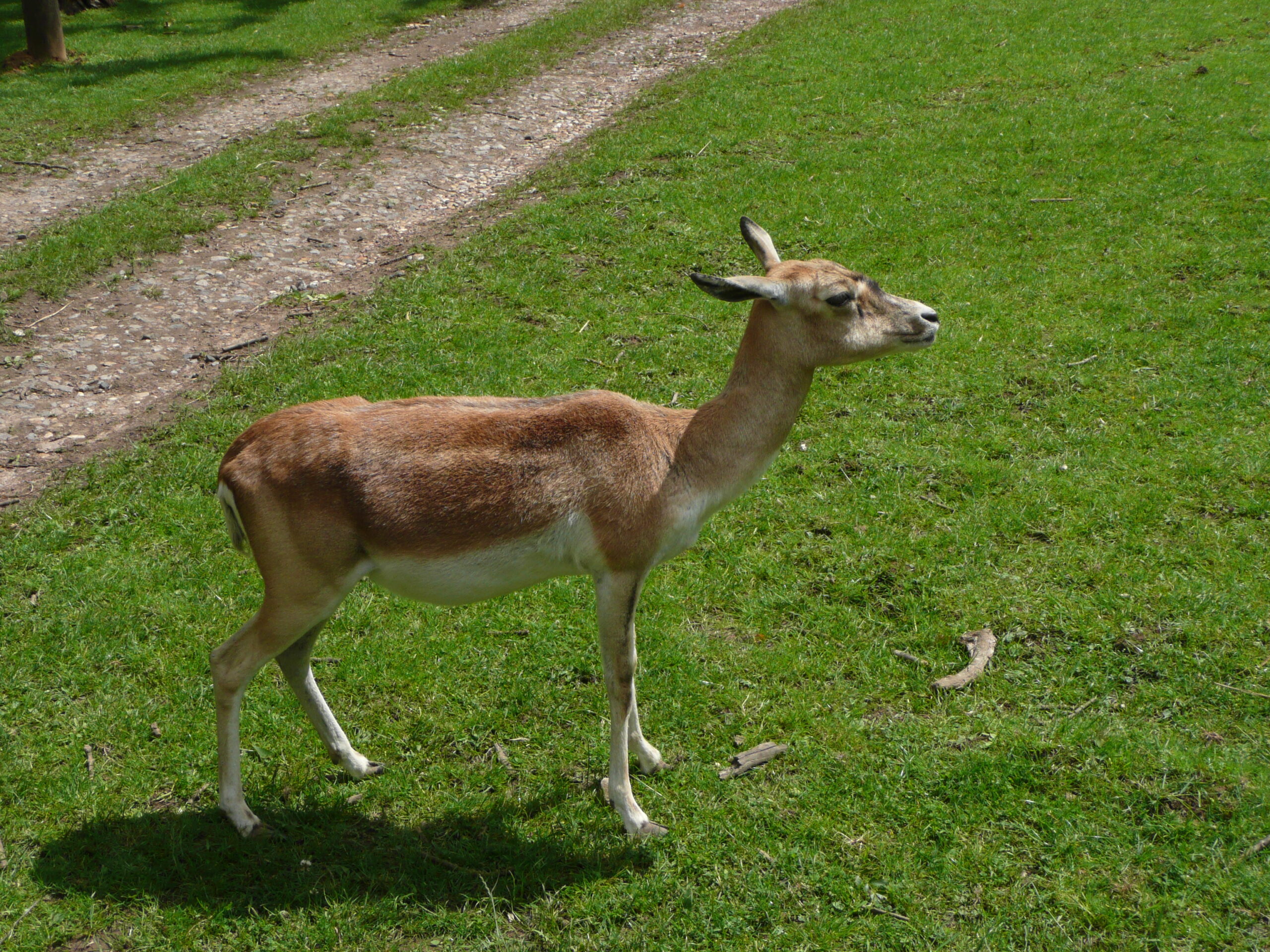 Female Antilope cervicapra in Howletts Wild Animal Park
