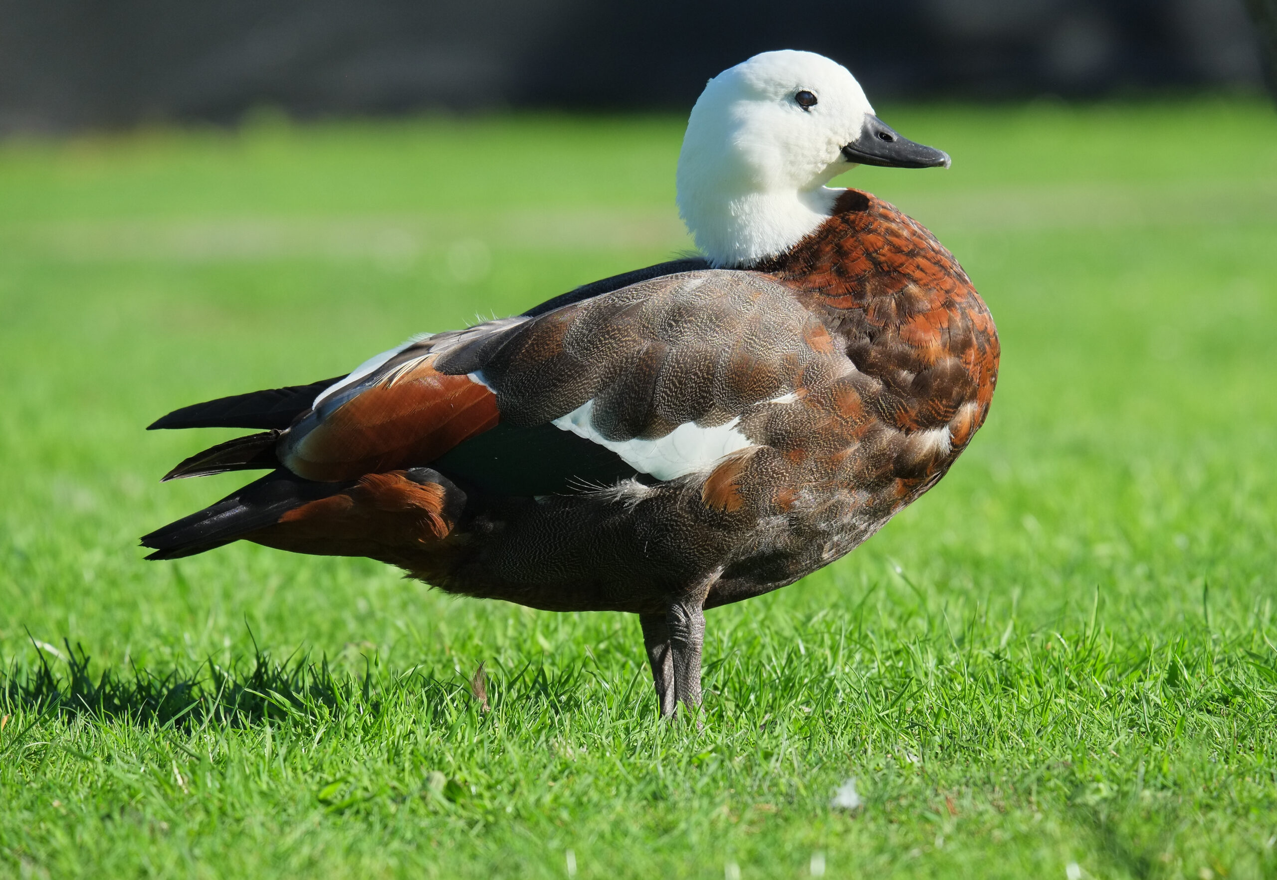 Female Paradise Duck standing on lawn