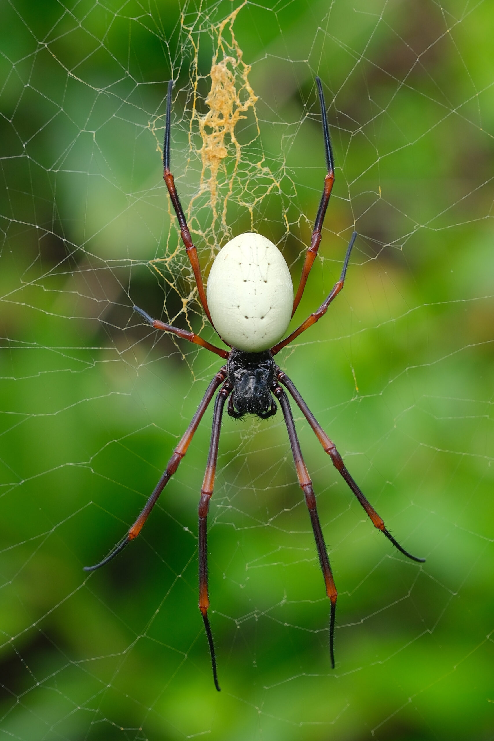 Female golden orb spider (Nephila edulis)