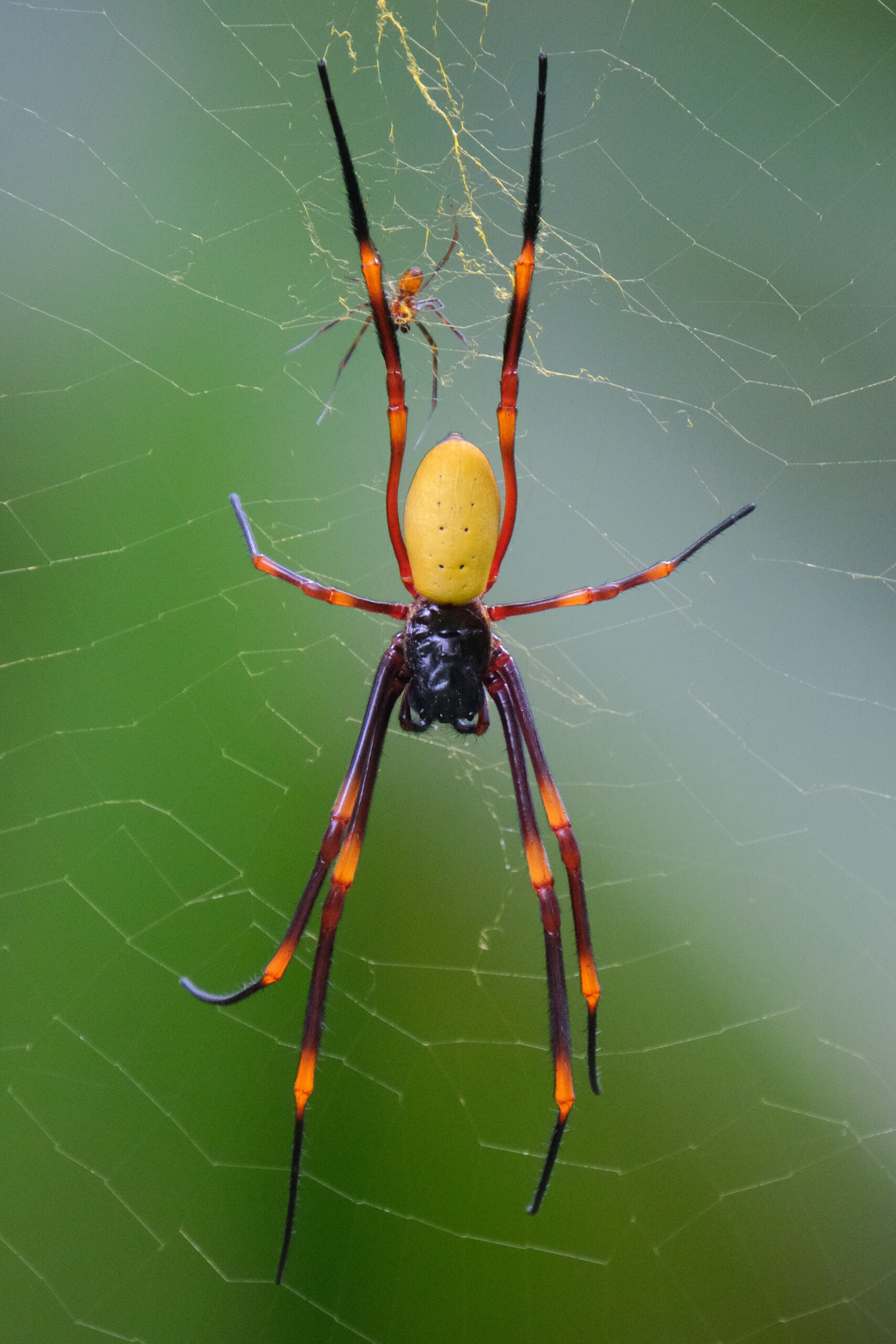 Female golden orb spider with small male (Nephila edulis)