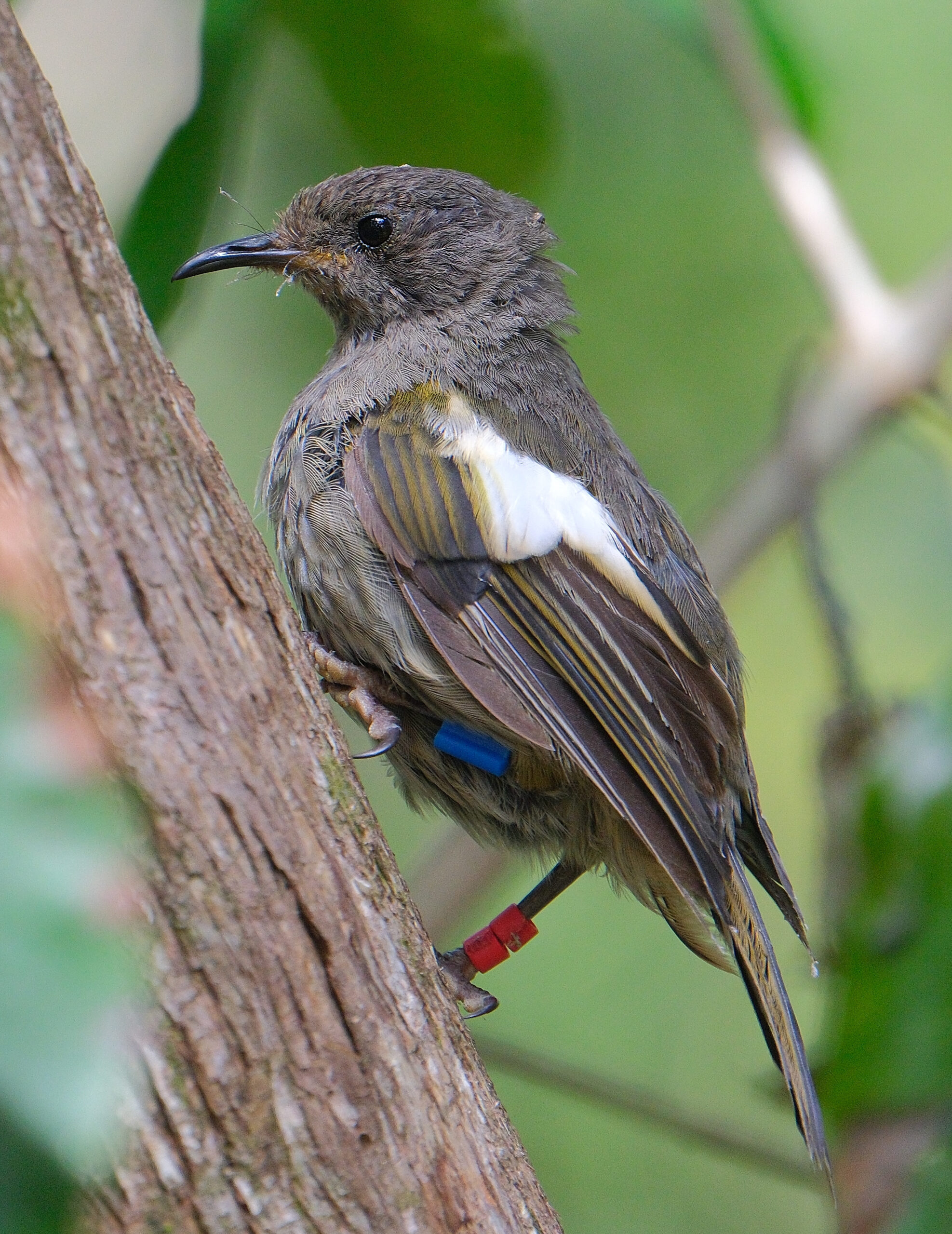 Female hihi clinging to a branch (Tiritiri Matangi)