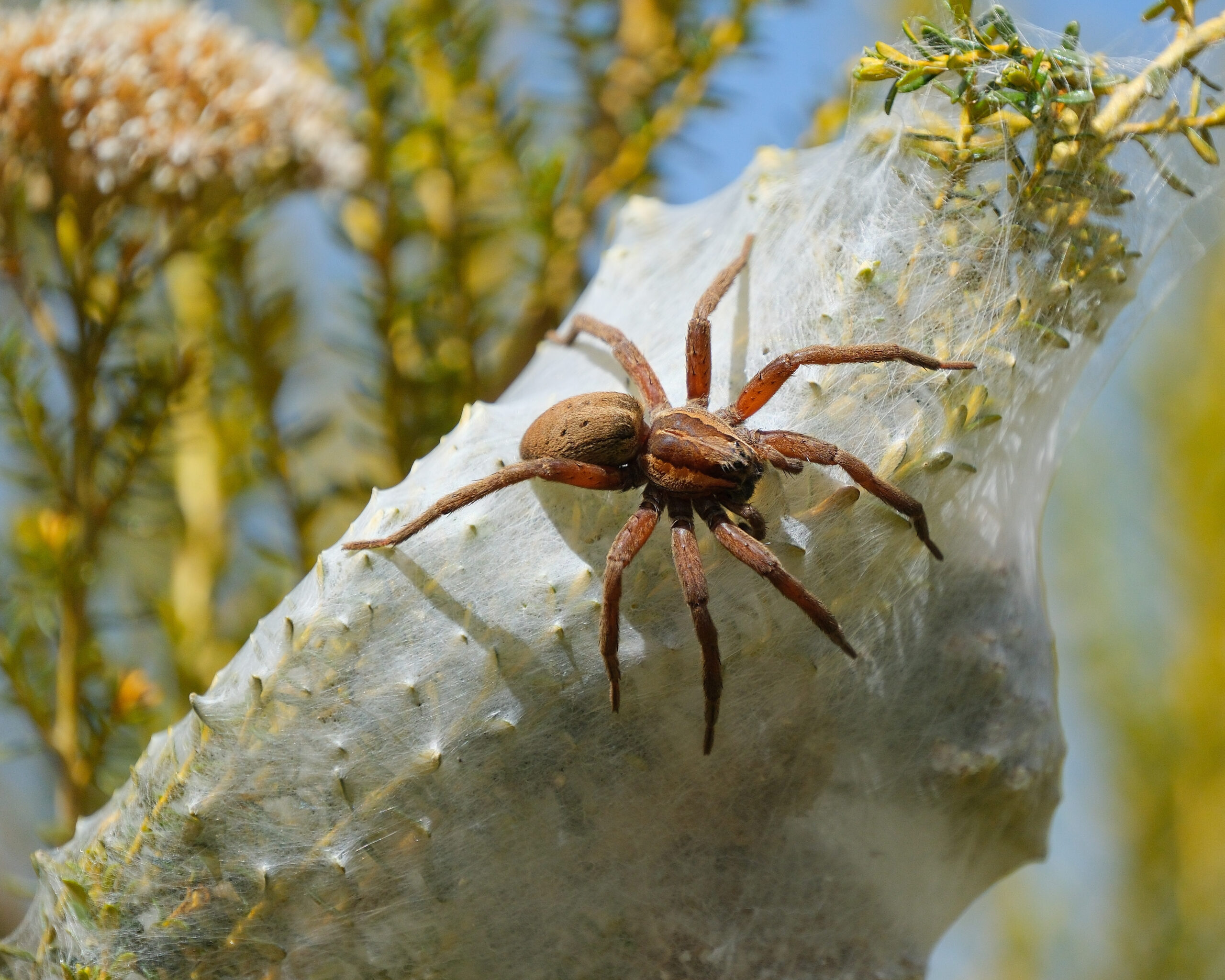 Female nursery web spider sitting on her nursery web
