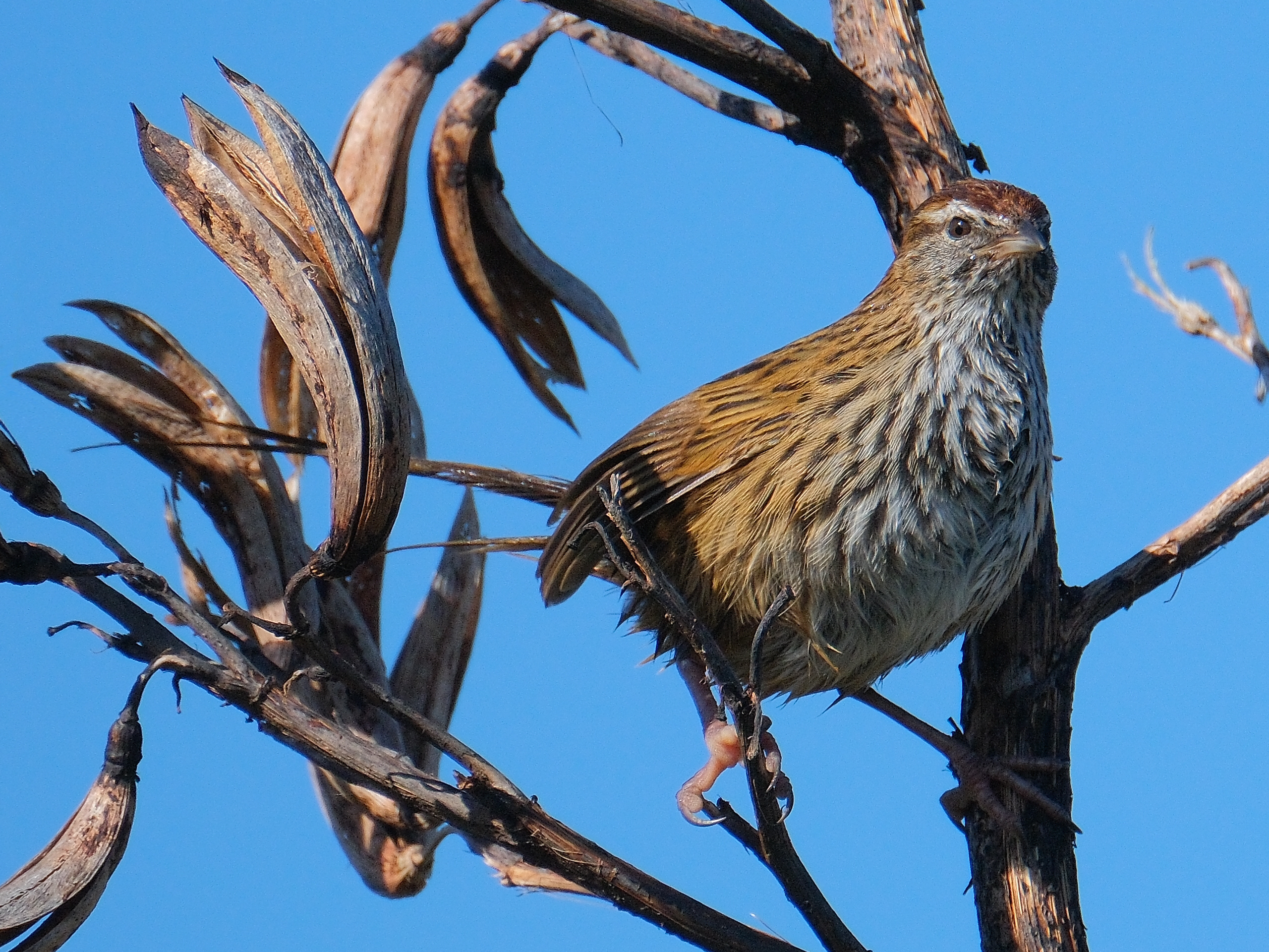 Fernbird perched on flax flower stalk