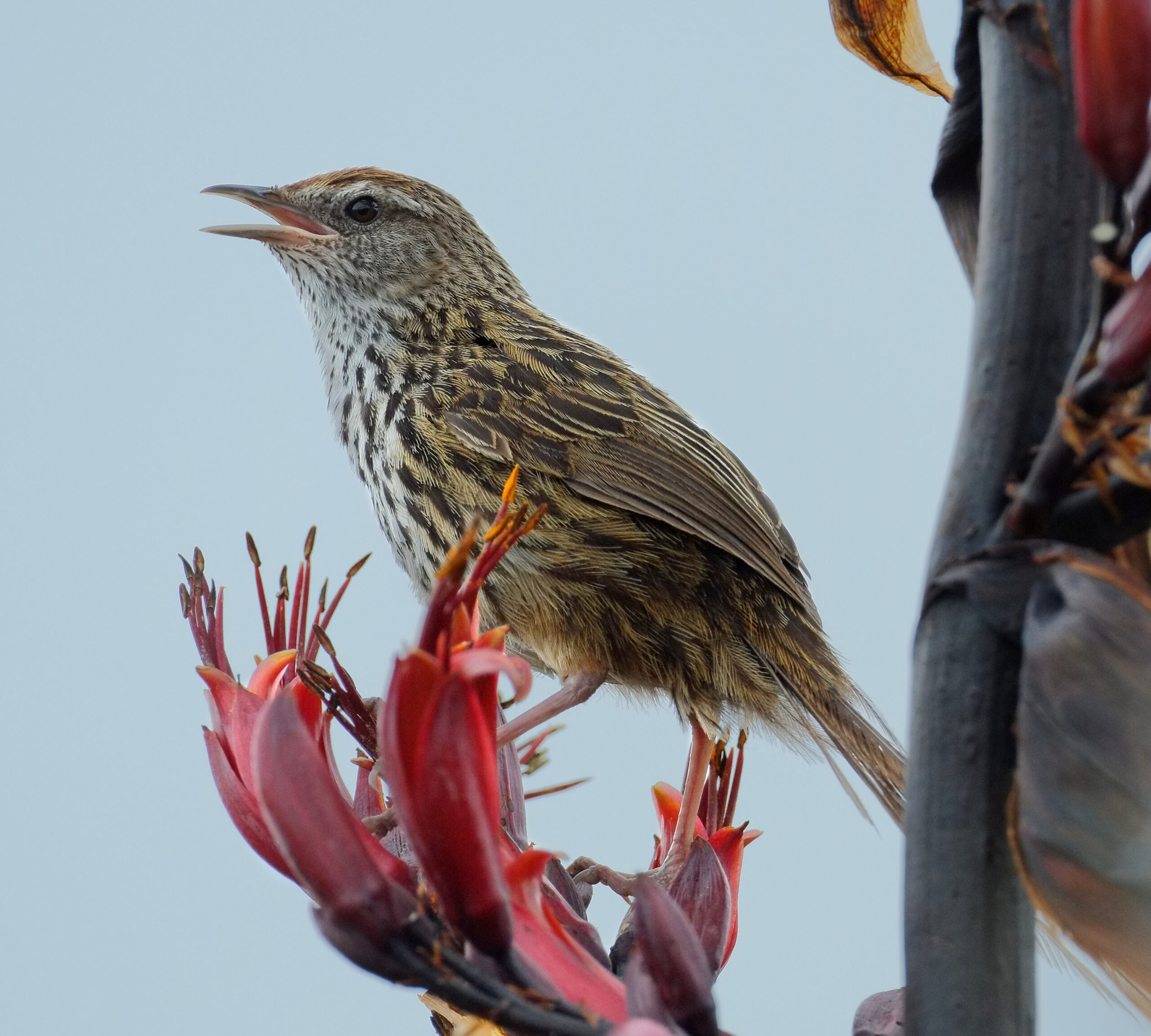 Fernbird sitting on flax flowers
