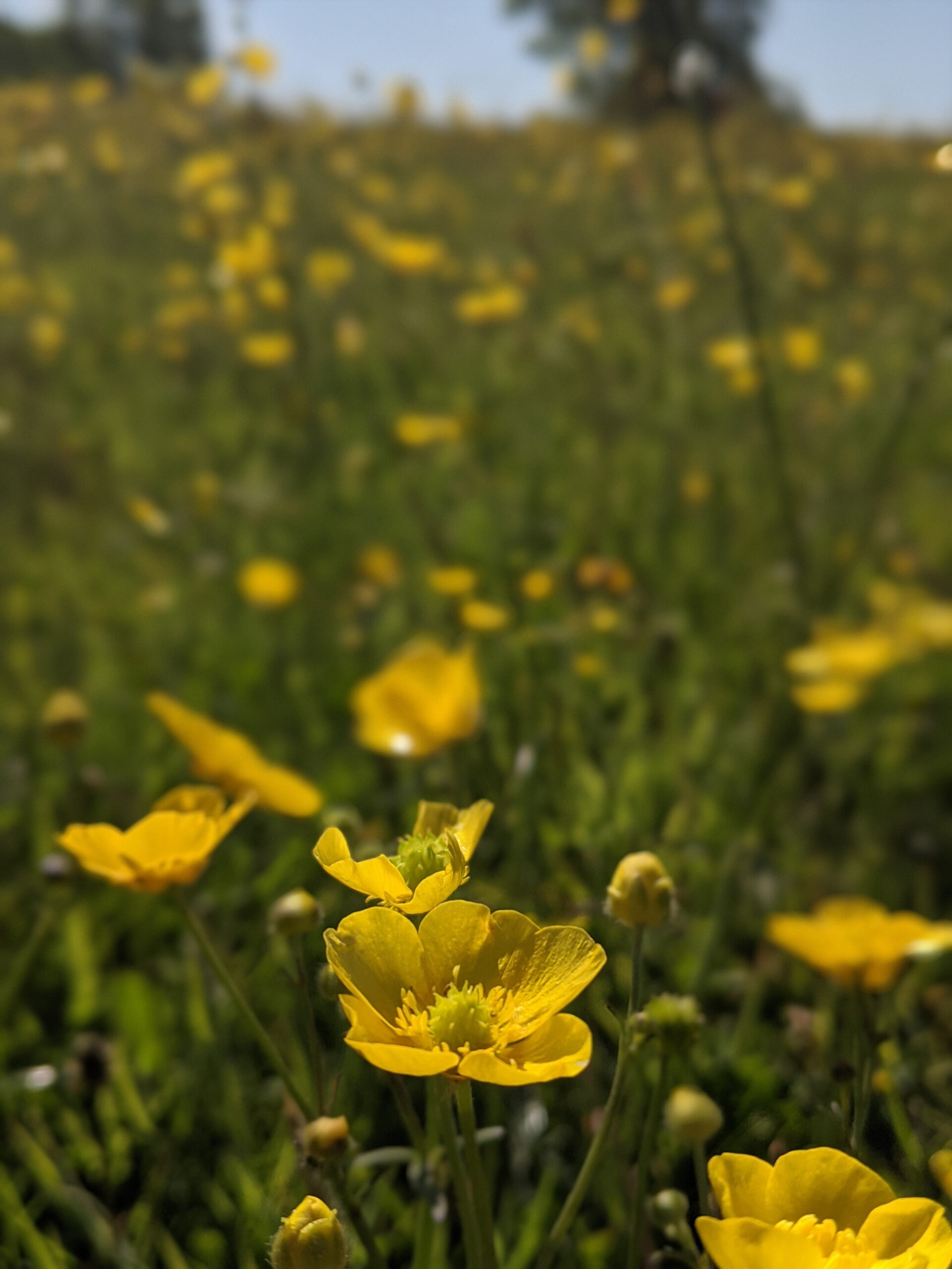 Field of buttercups