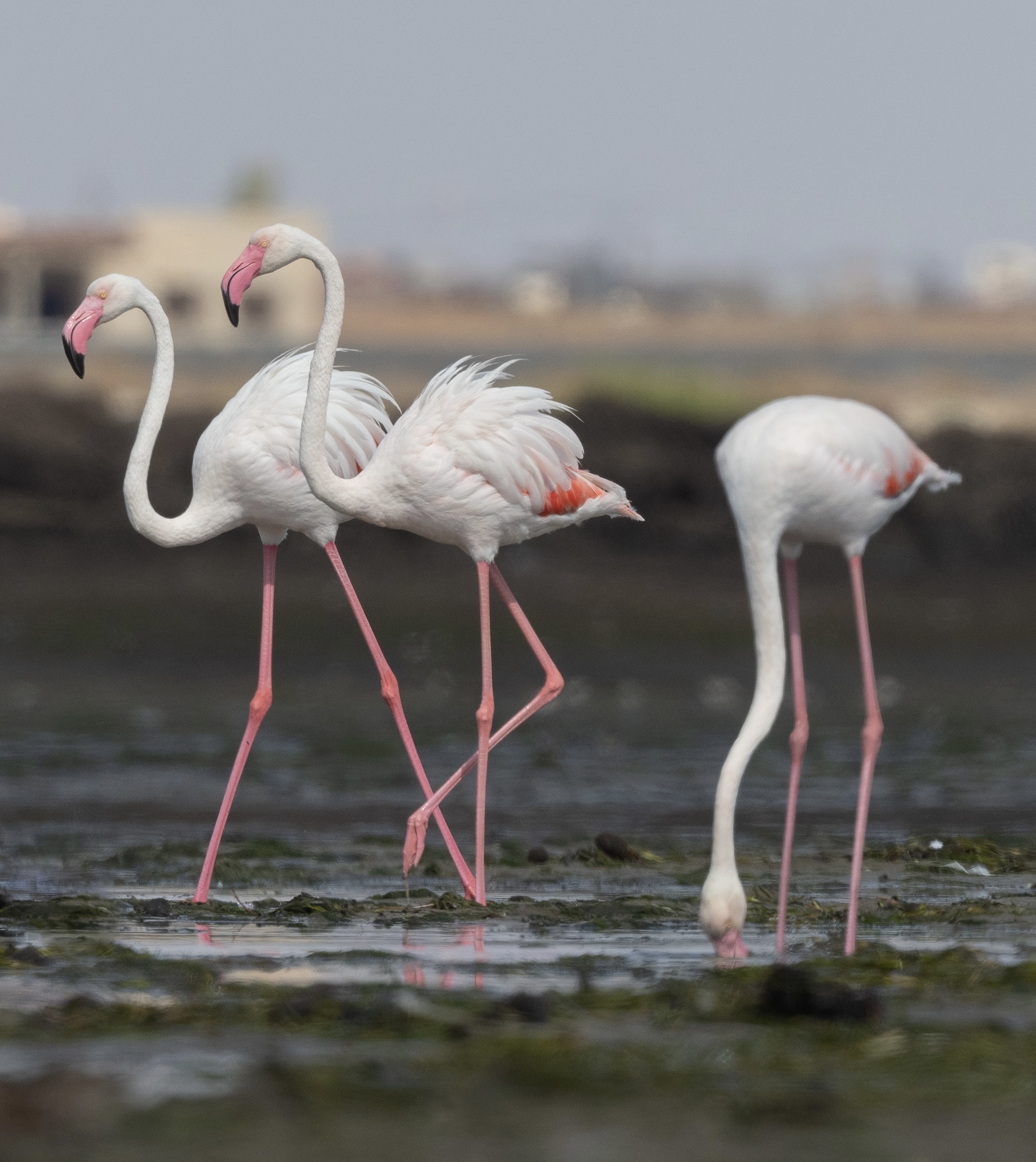 Flamant rose Thyna009 (cropped)
