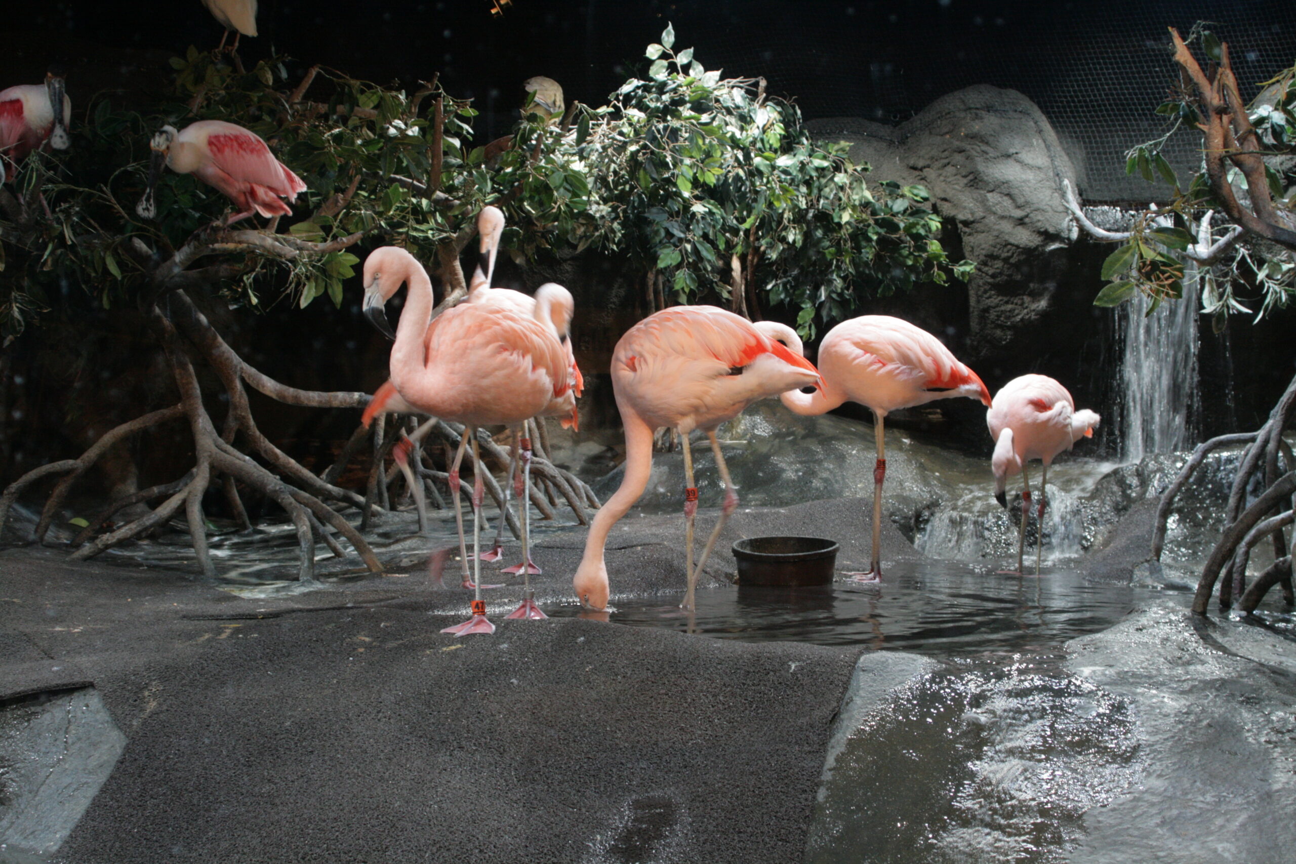 FlamingosAndSpoonbiisMontBayAquarium 1720