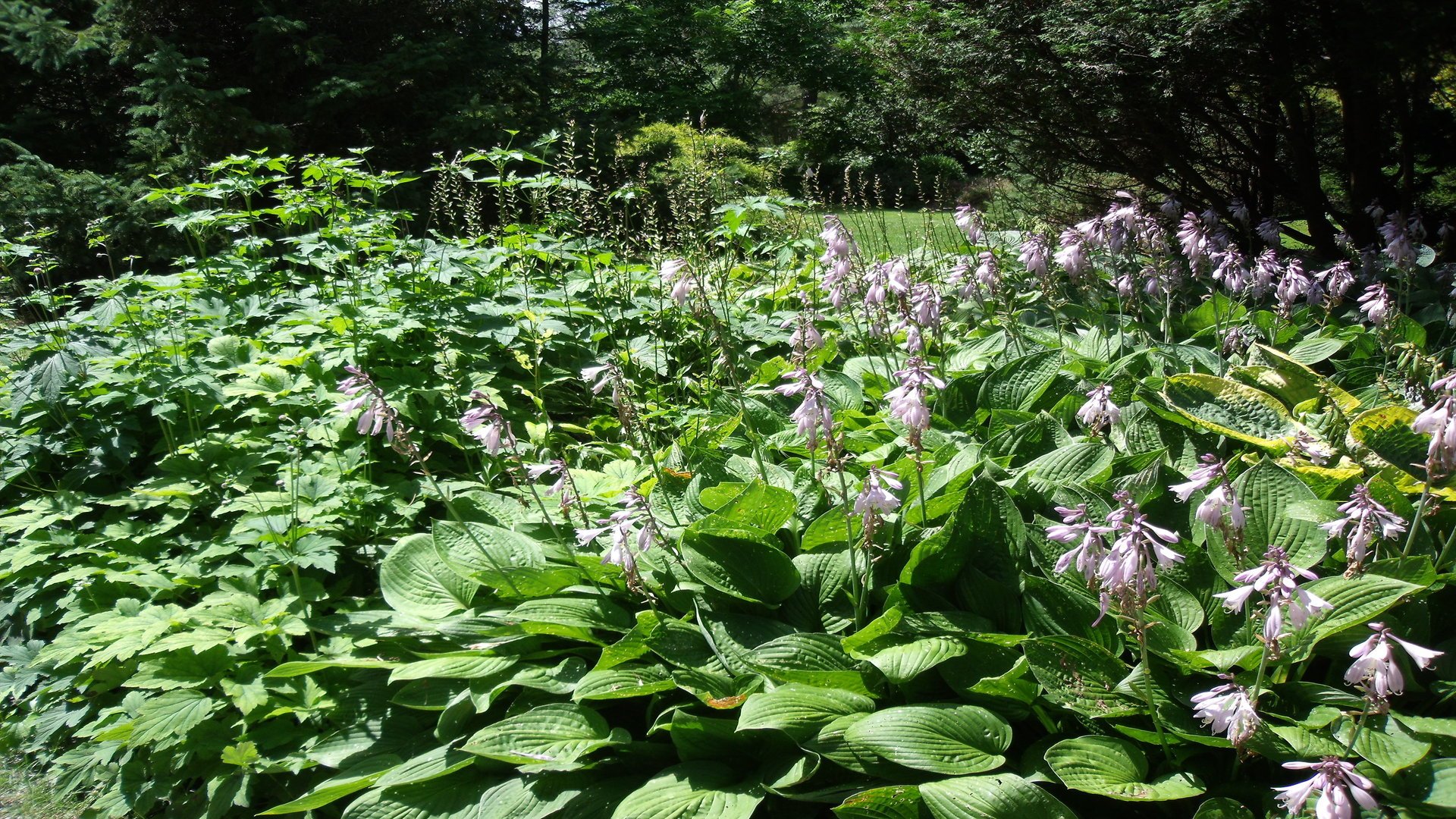 Fleur78 - Hosta flower bed