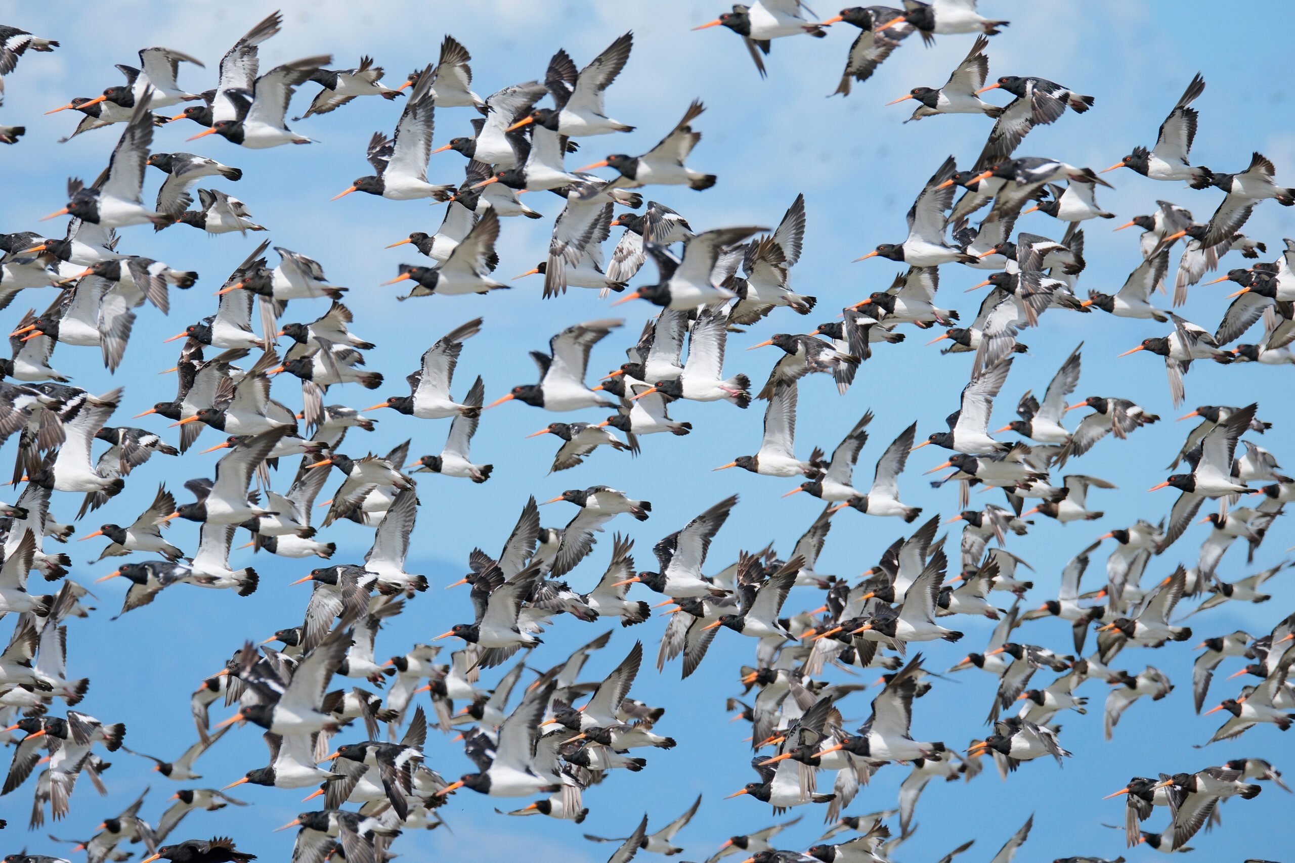 Flock of South Island pied oystercatchers flying past