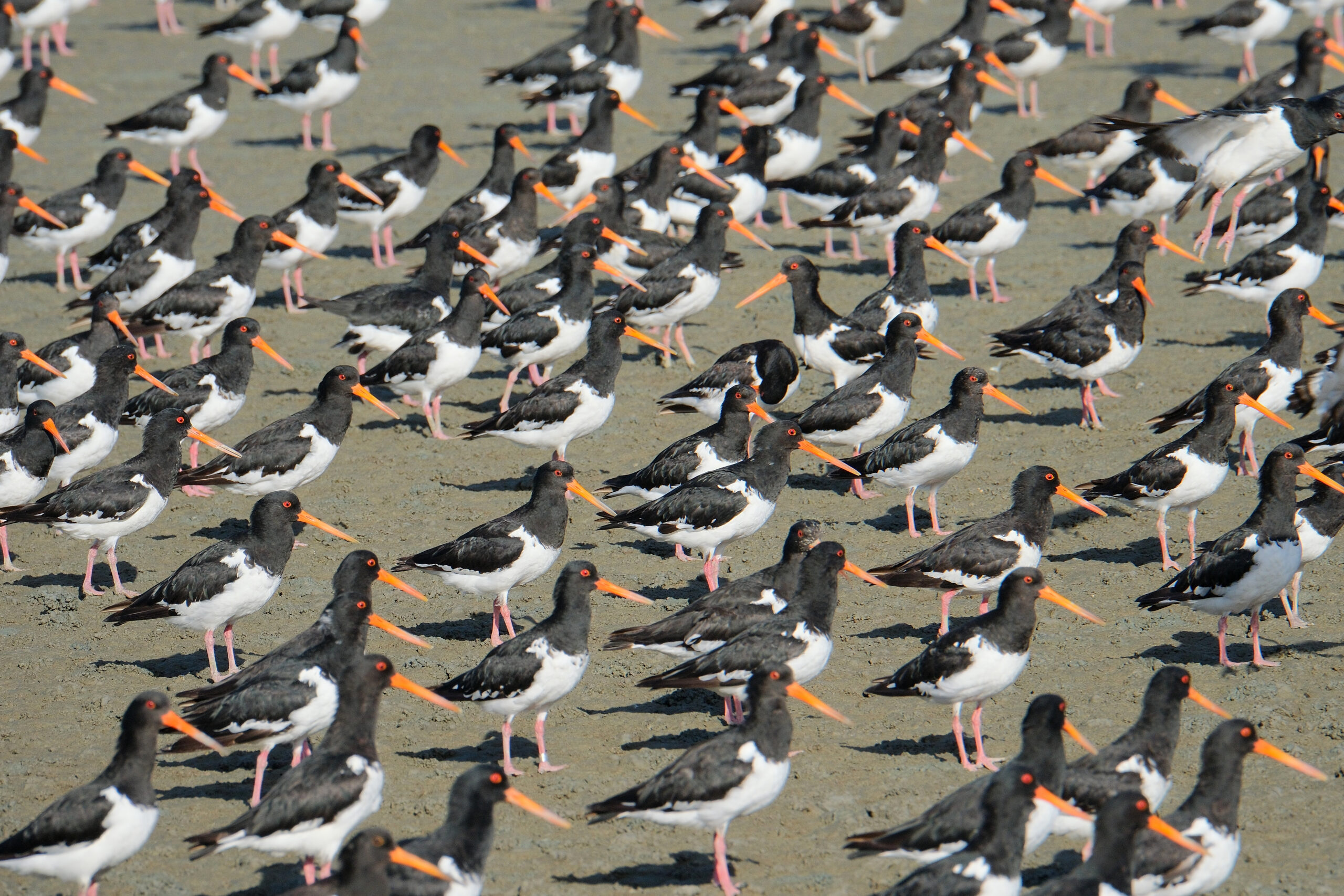 Flock of South Island pied oystercatchers standing on the beach