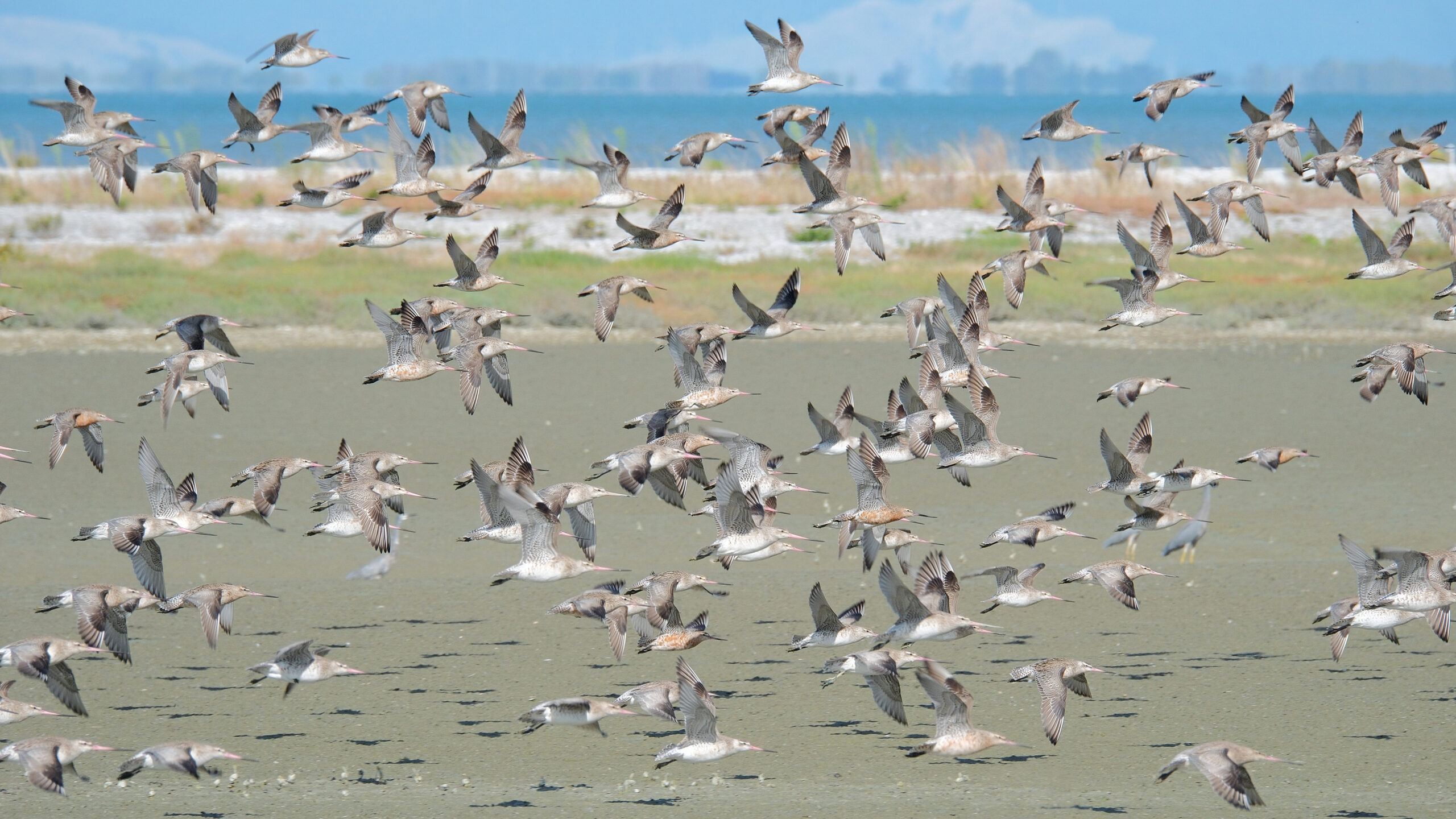 Flock of bar-tailed godwits flying past