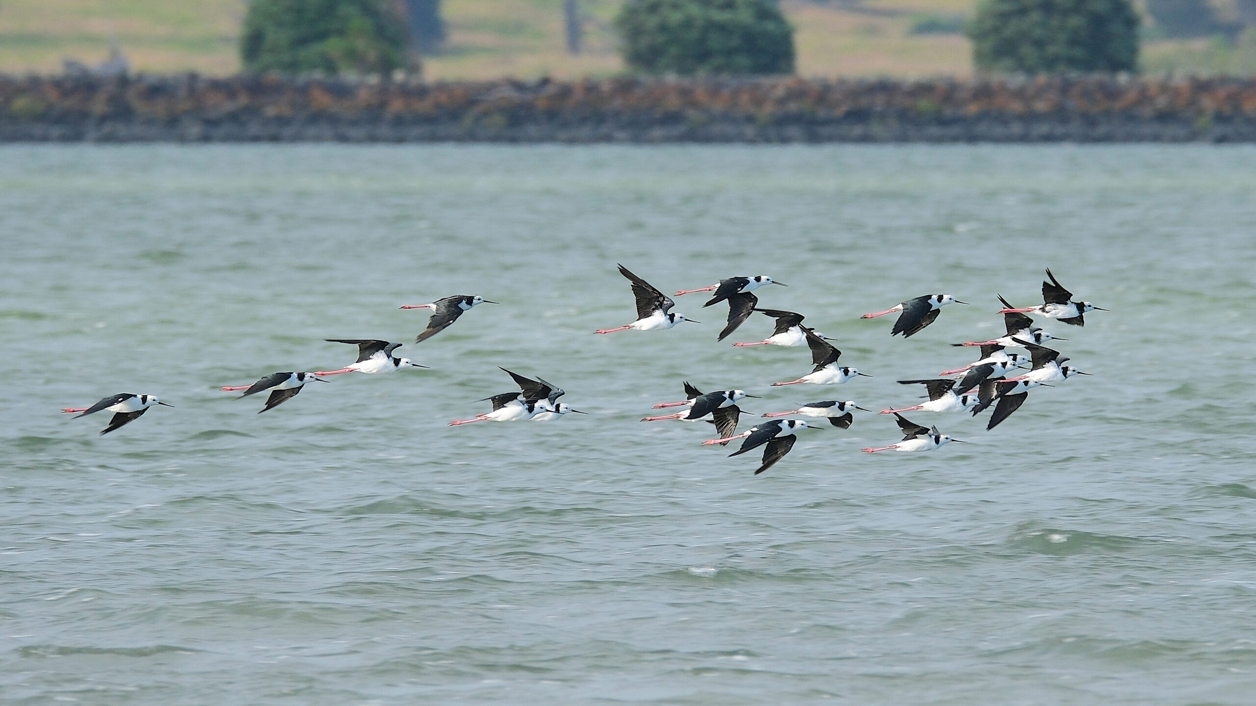 Flock of pied stilts flying past above water