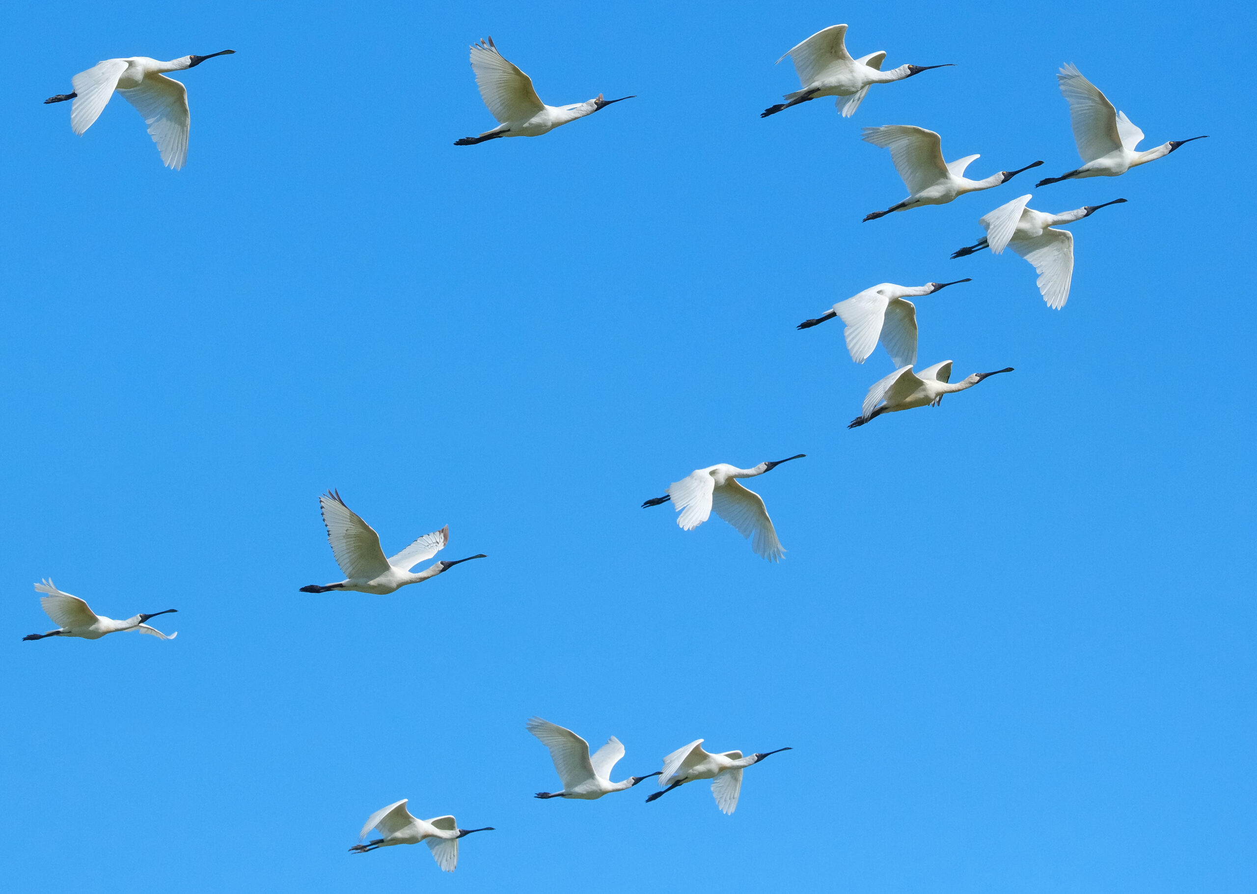 Flock of royal spoonbills flying against blue sky