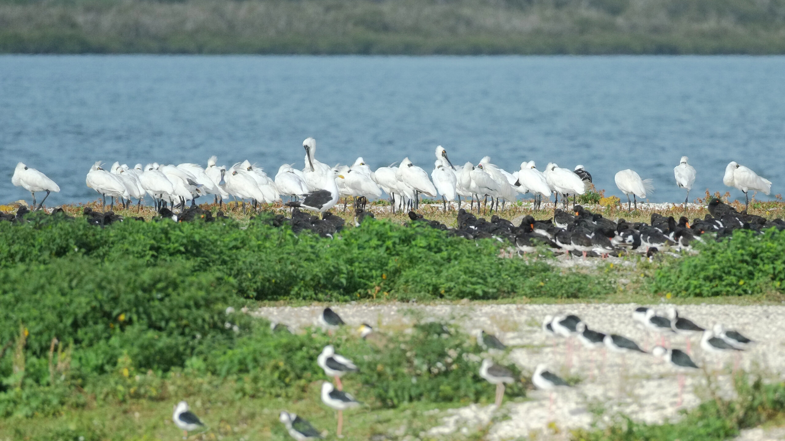 Flock of royal spoonbills standing on the shore