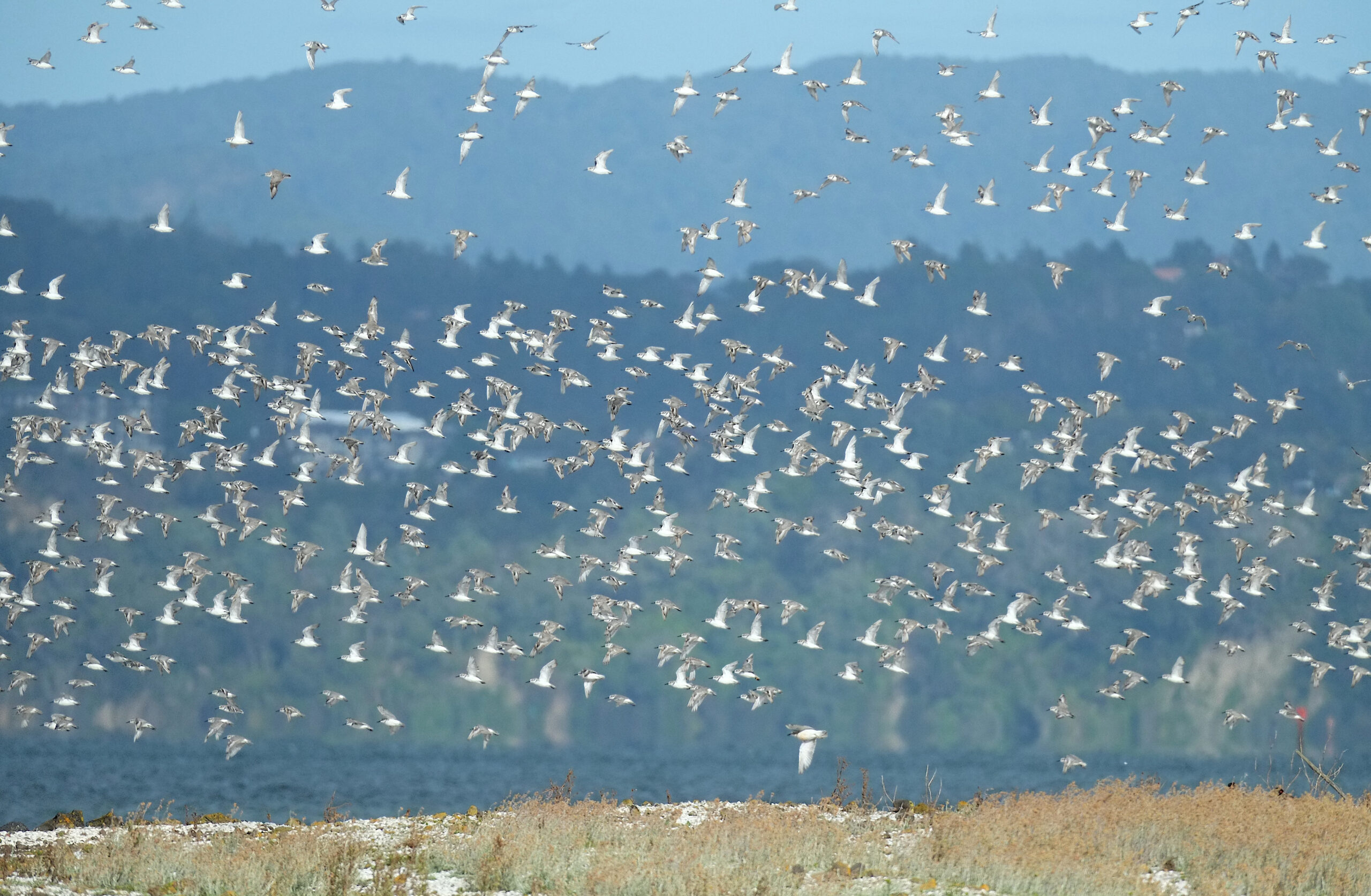 Flock of wrybills flying around