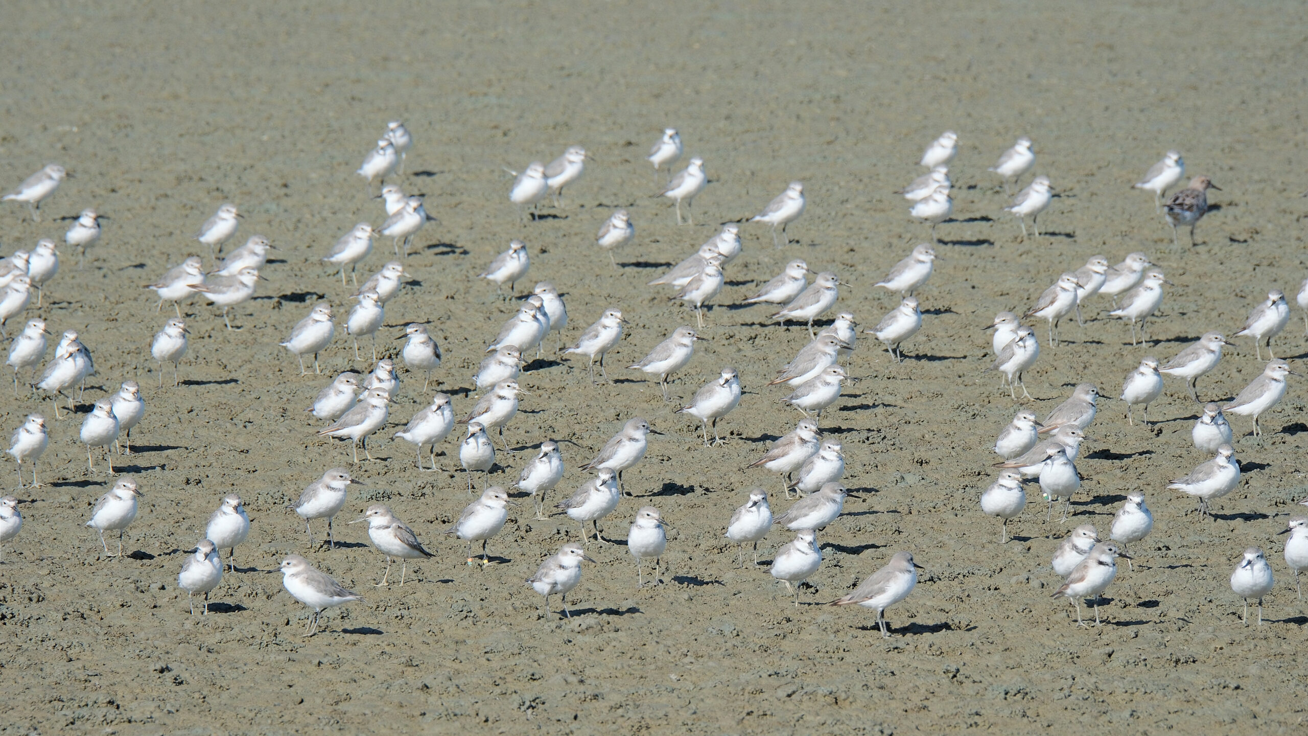 Flock of wrybills standing on the beach