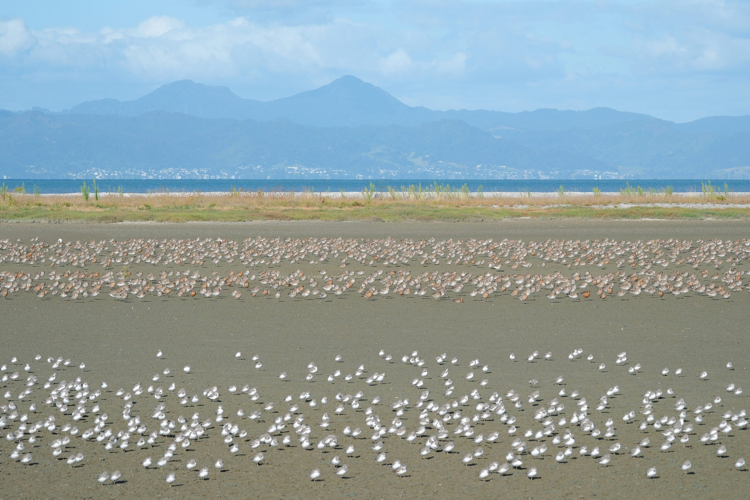 Flocks of wrybills and bar-tailed godwits standing on the beach