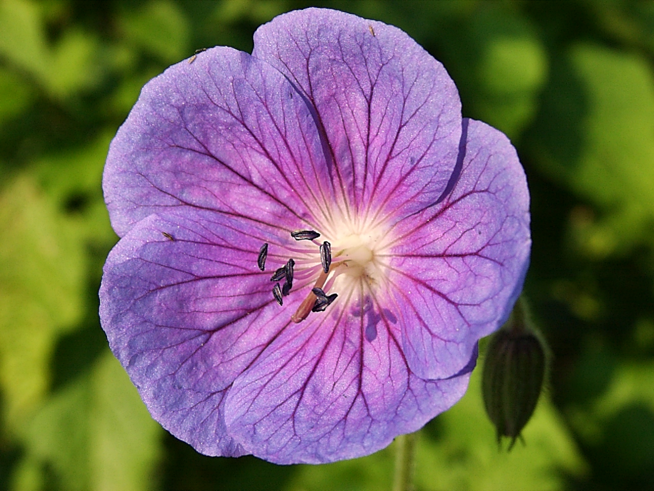 Flower-08130002