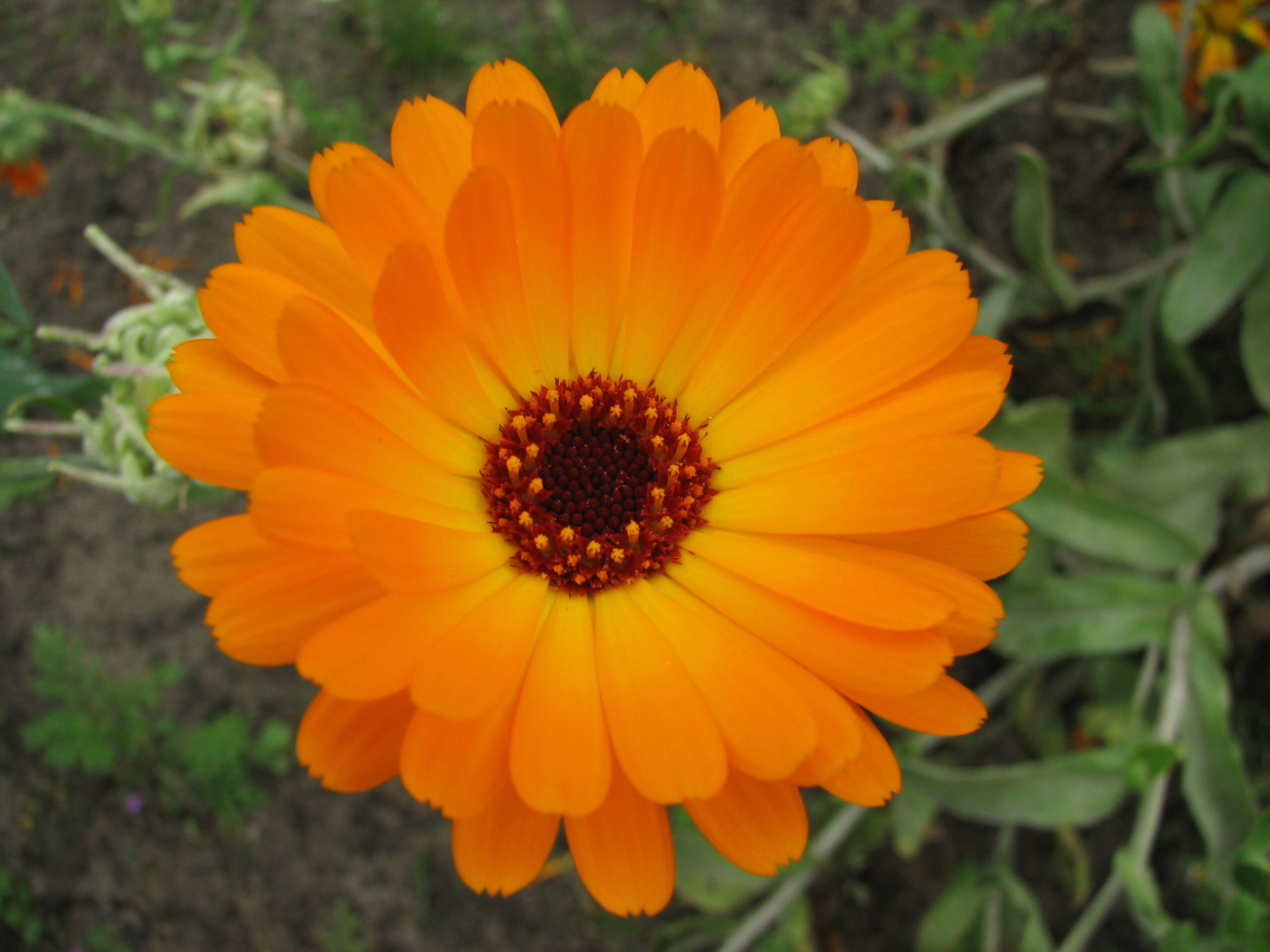 Flower-IMG 0314