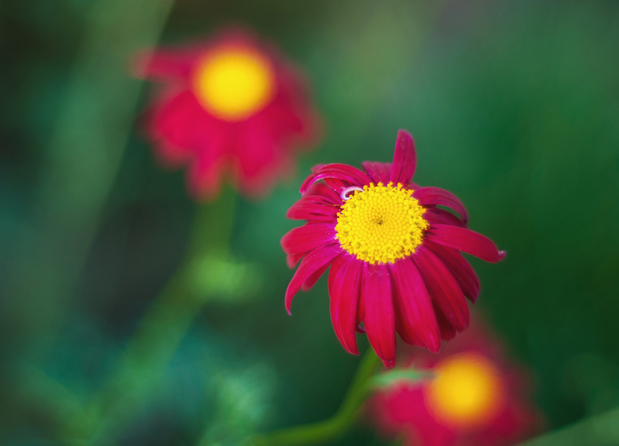 Flower Power (158184285)