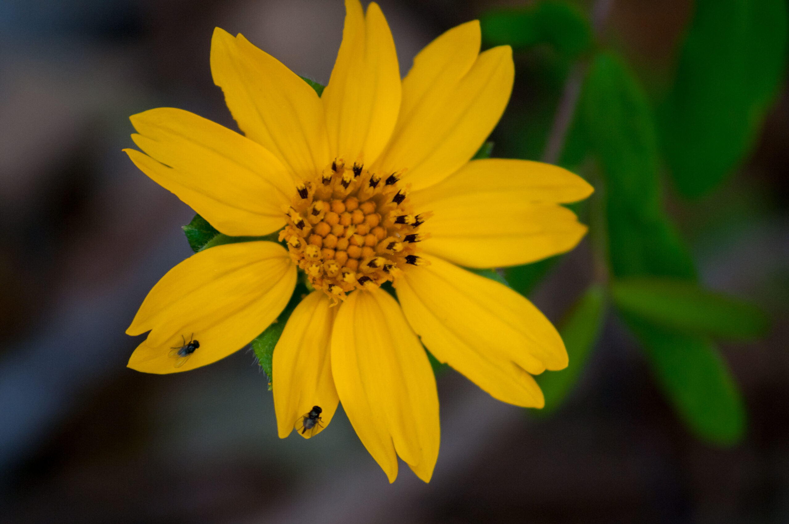 Flower Yellow unkonwn