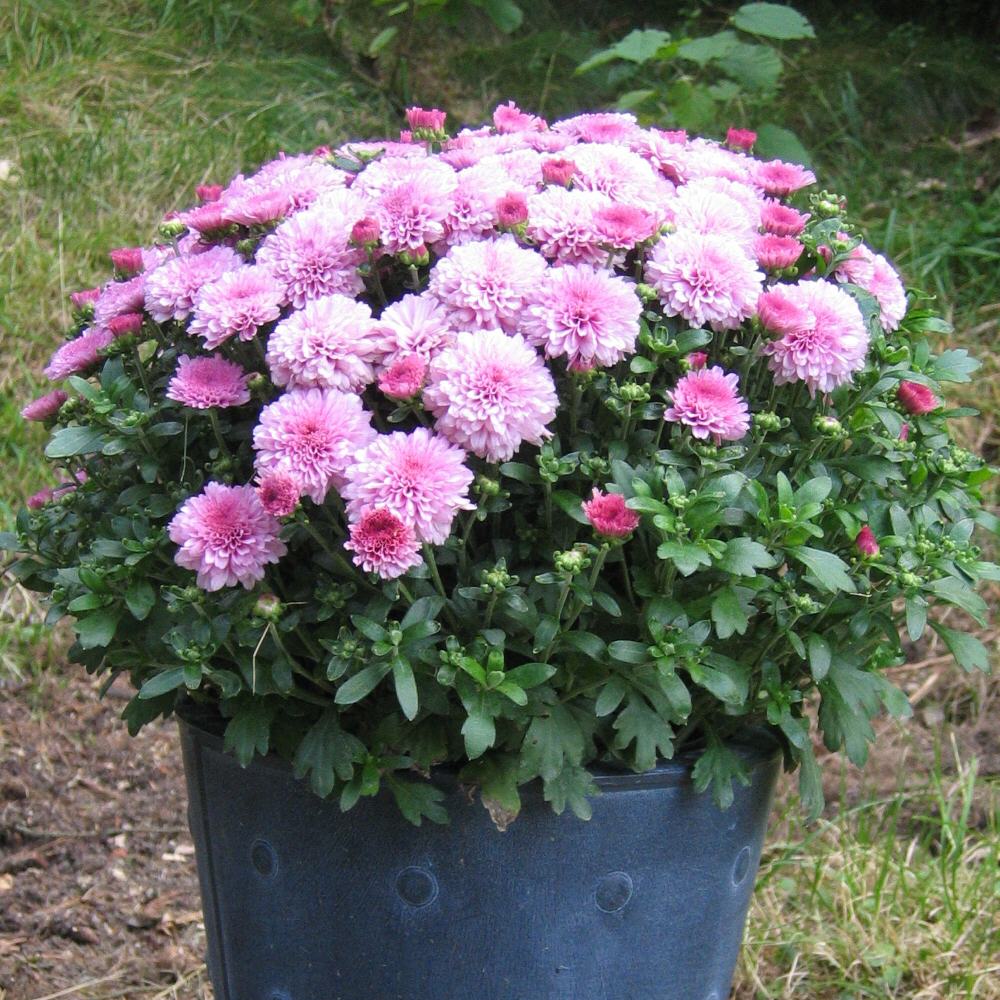Flower bucket small