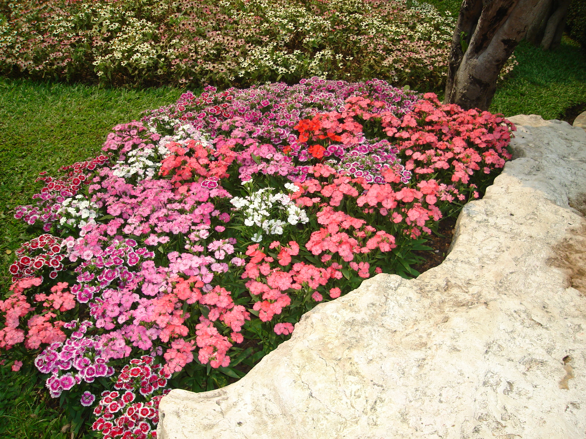 Flower garden found in Tak Thailand 2