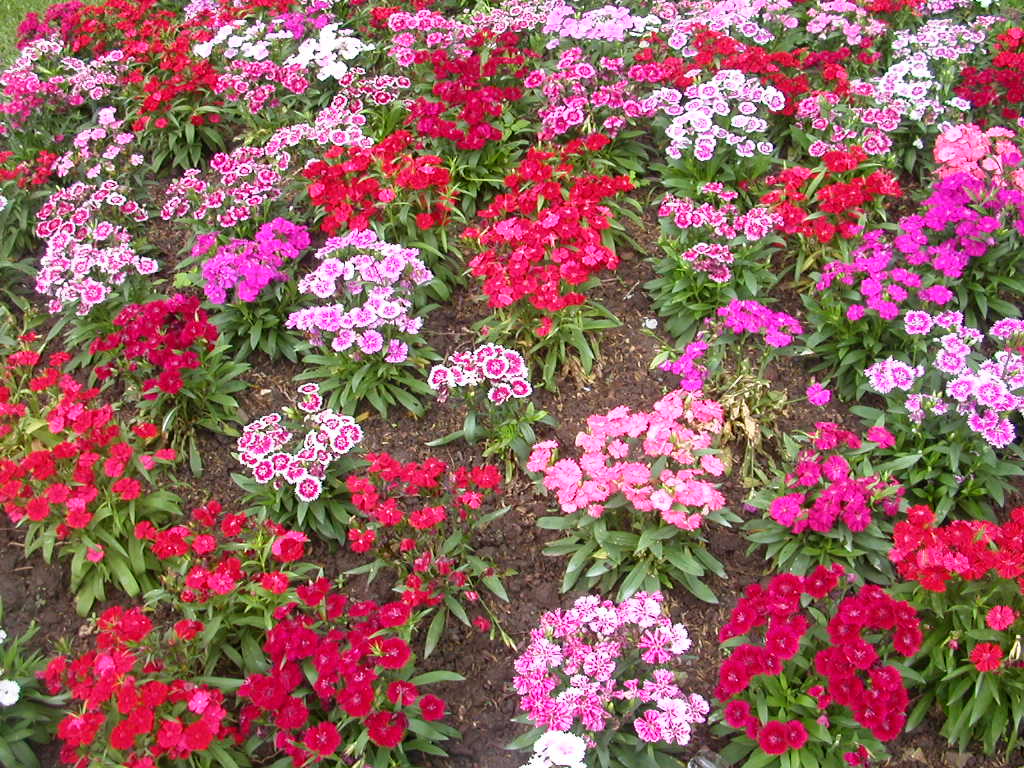 Flower garden unknown plant 1